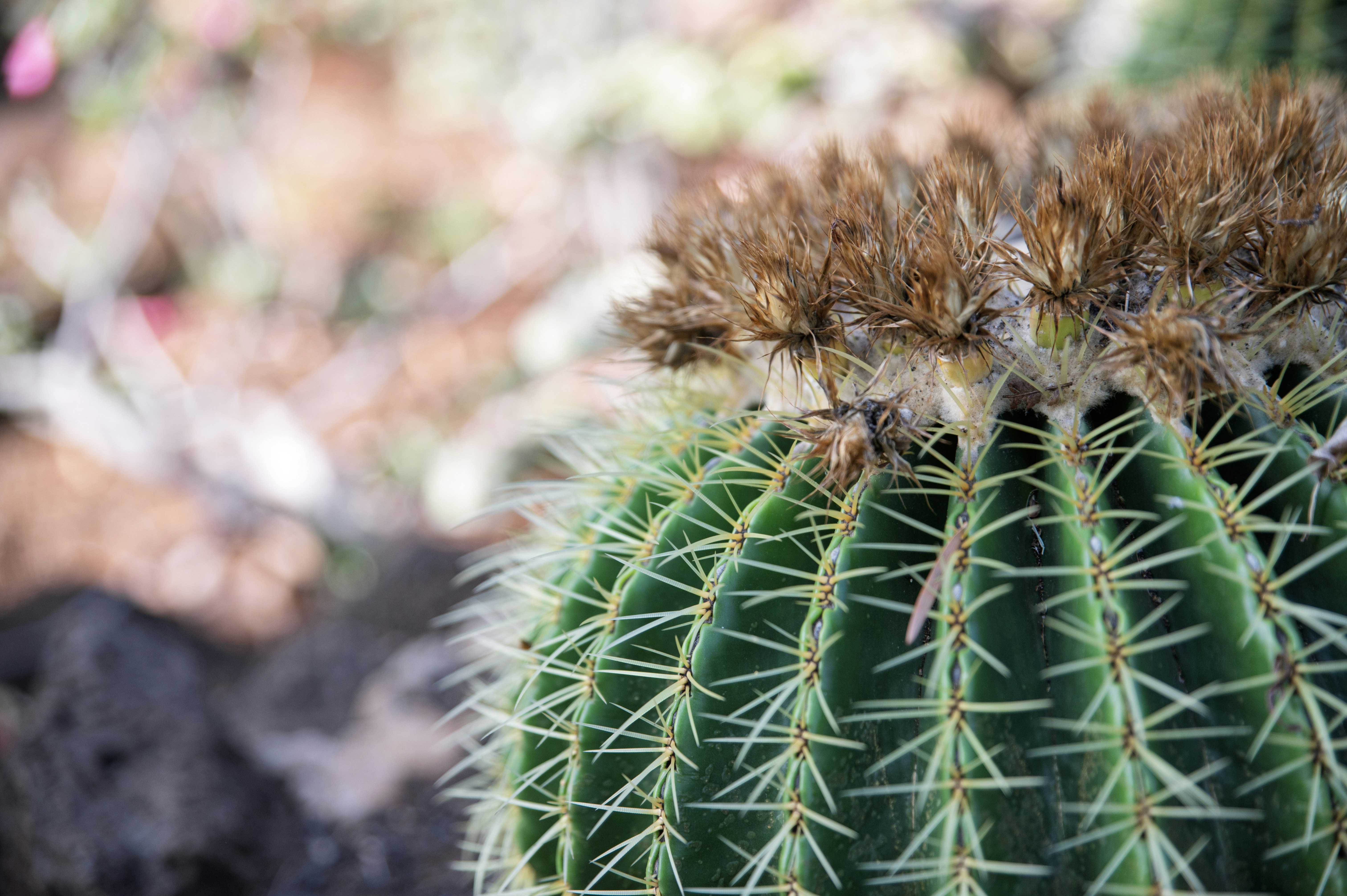 Gros plan d’un cactus baril avec des fleurs sèches