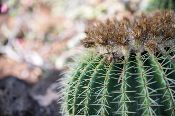 Barrel cactus close-up detail