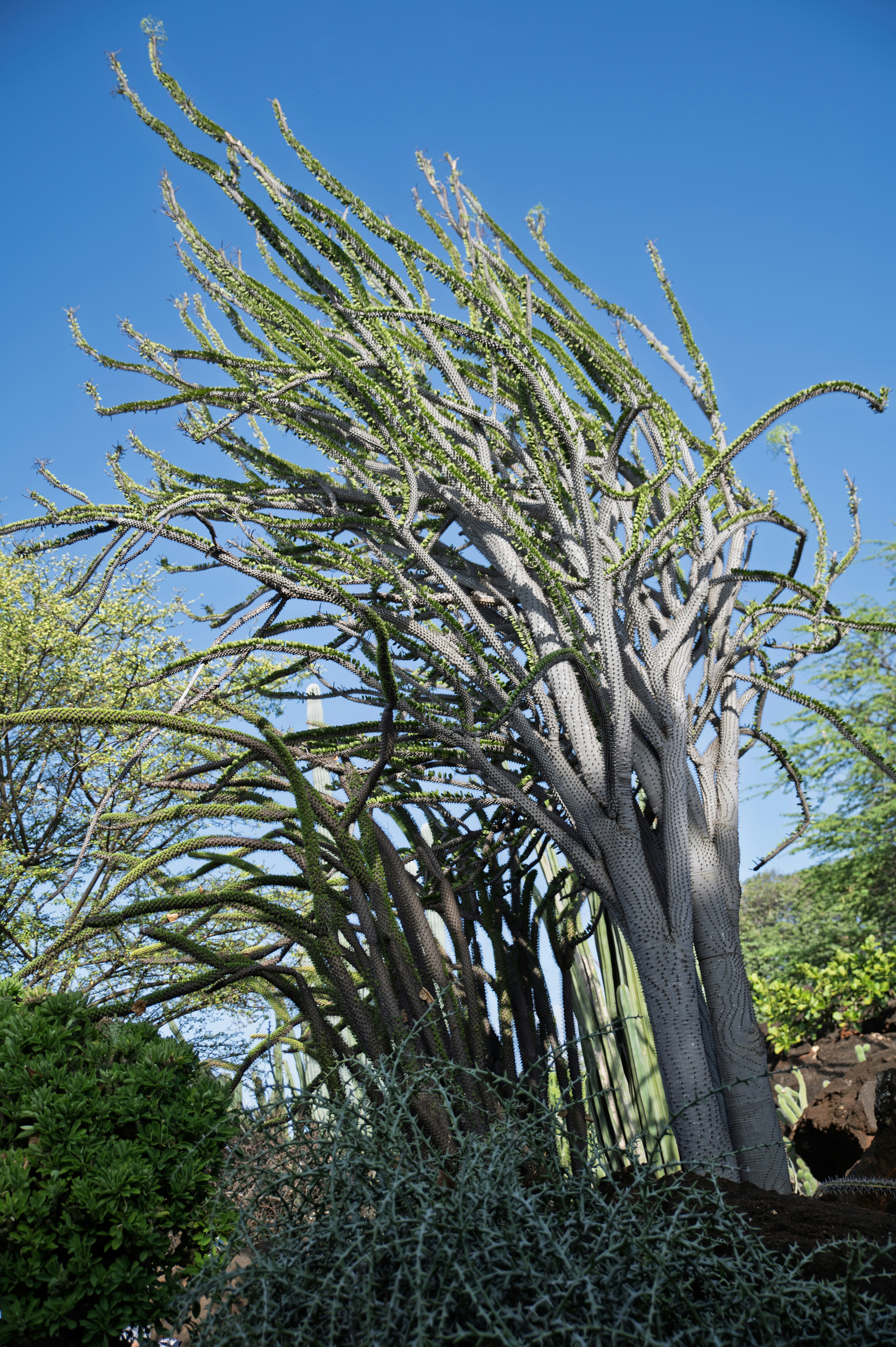 kaktus selten Epiphyllum anguliger – Zickzack-Kaktus mit skulpturalen Blättern und d –  Secret Garden Plant Shop