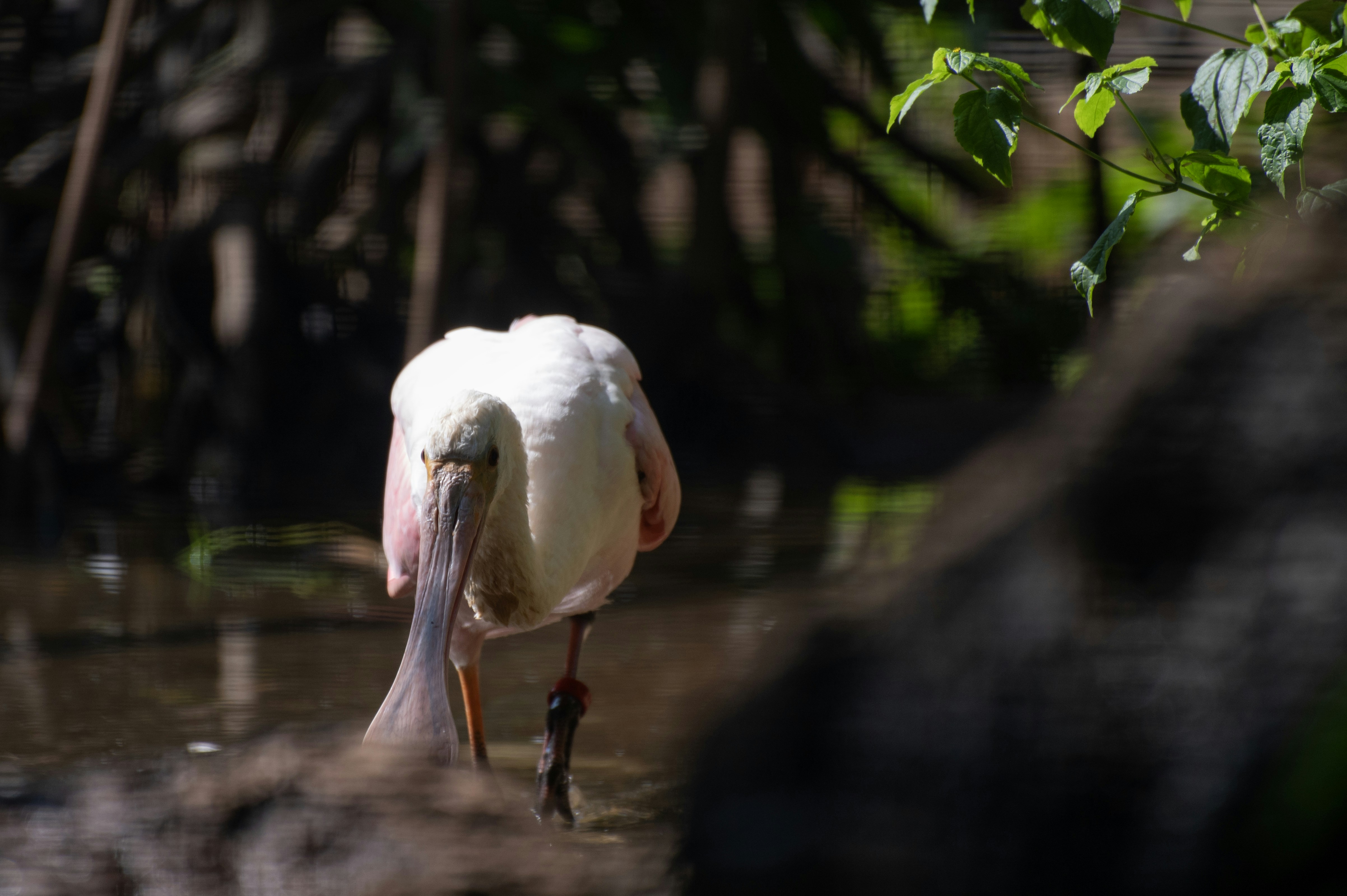 A pink spoonbill bird foraging in shallow water.