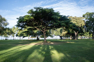 Large tree casting shadows on a grassy park