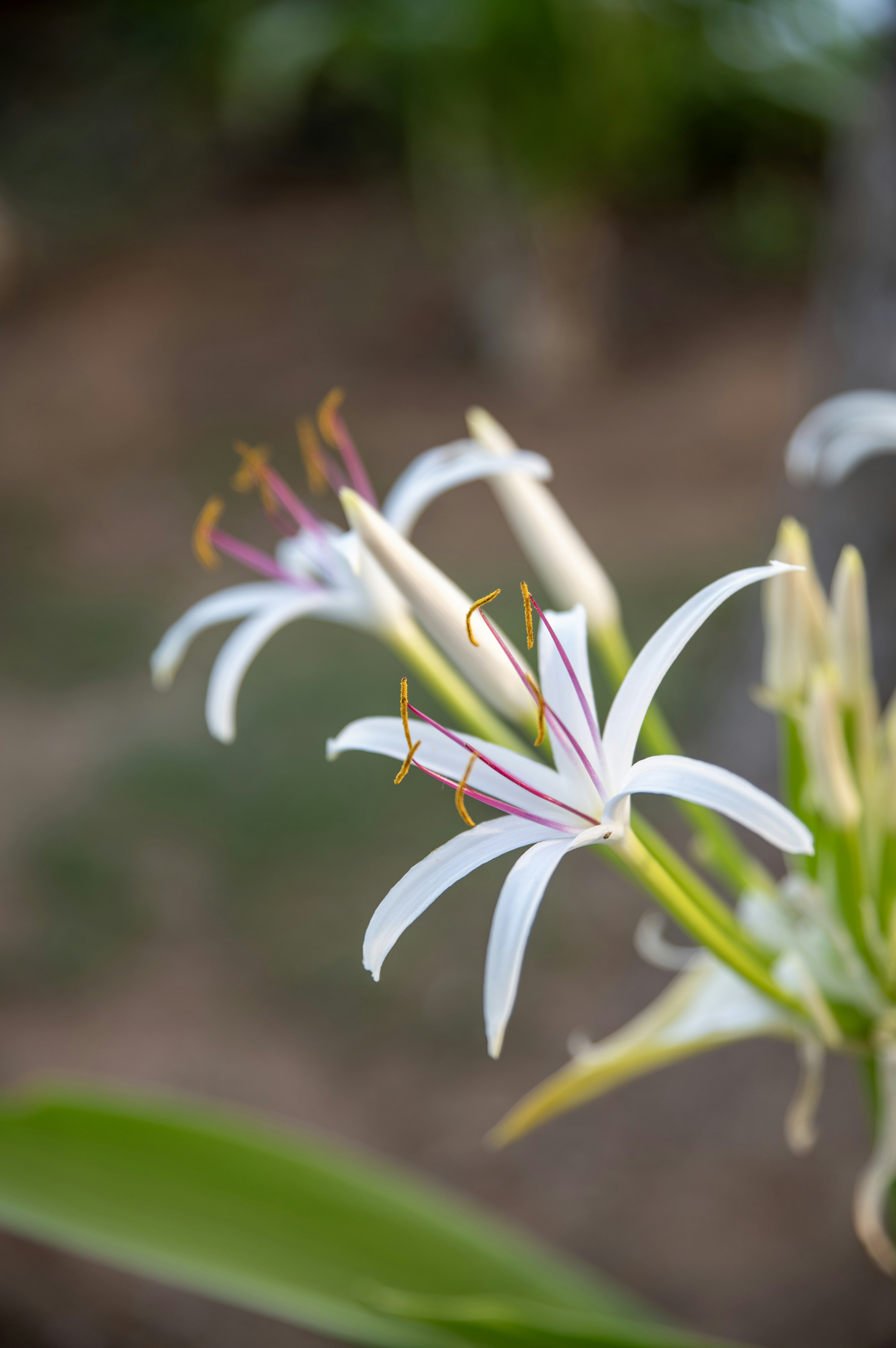 White spider lily with thin petals and red streaks.
