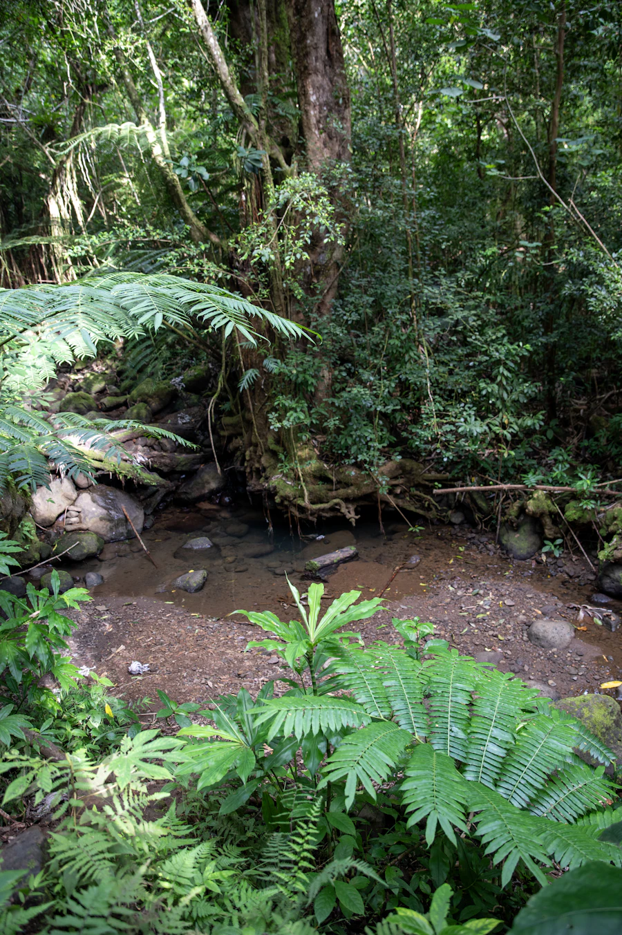 Quiet creek water and stones after rain