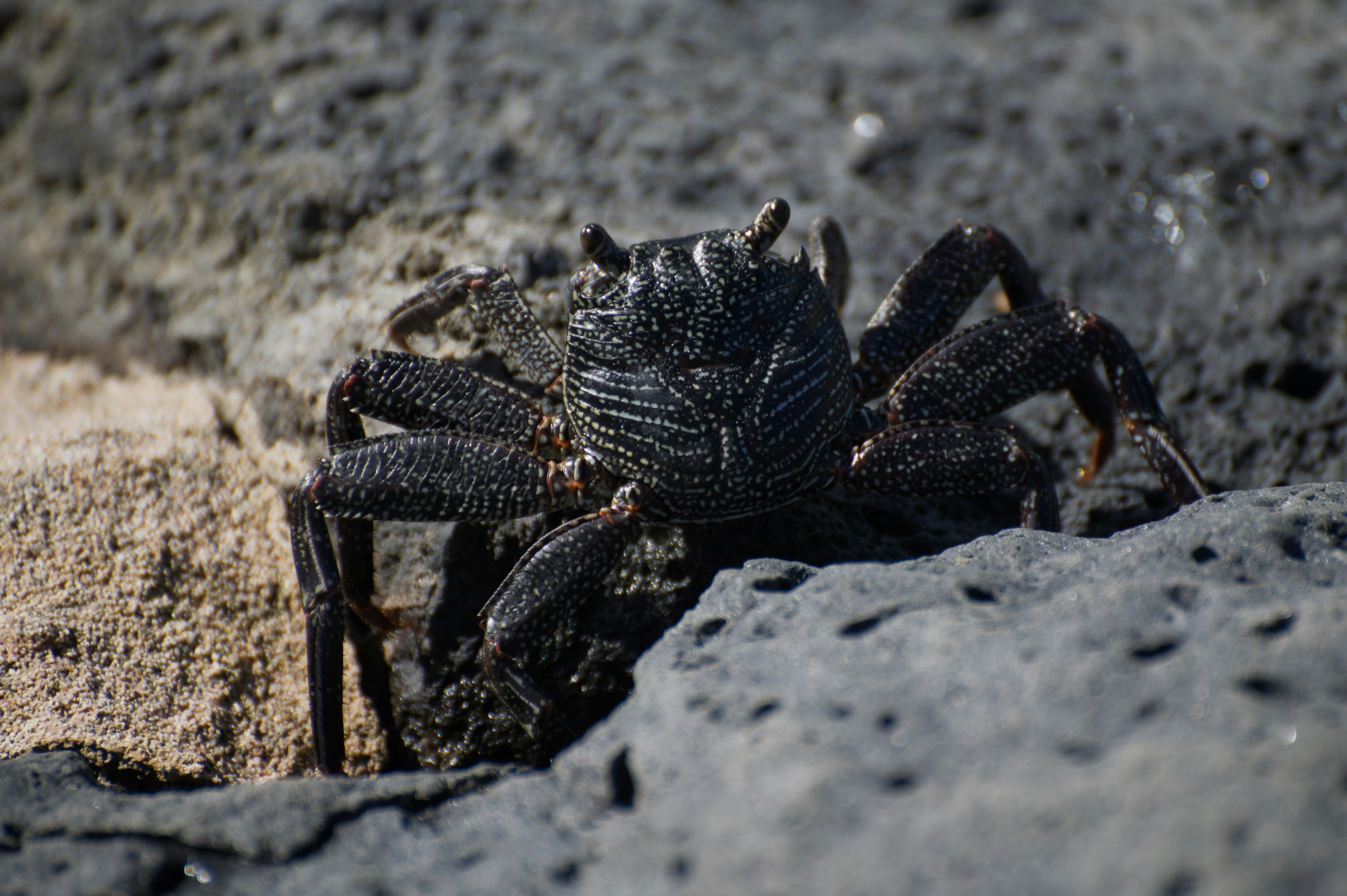 Un crabe sombre repose sur des roches volcaniques sombres.