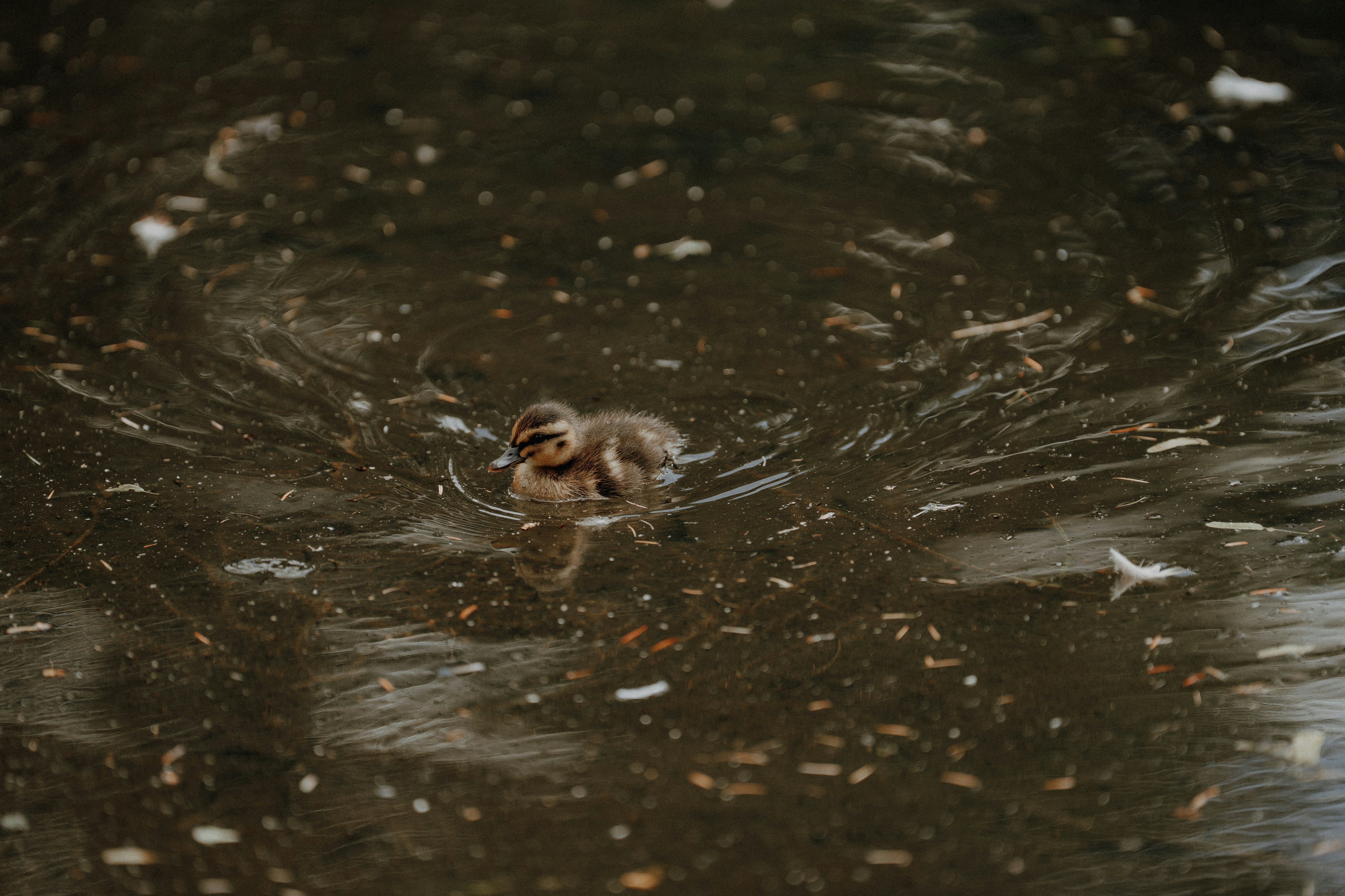 A tiny duckling swims in murky water.