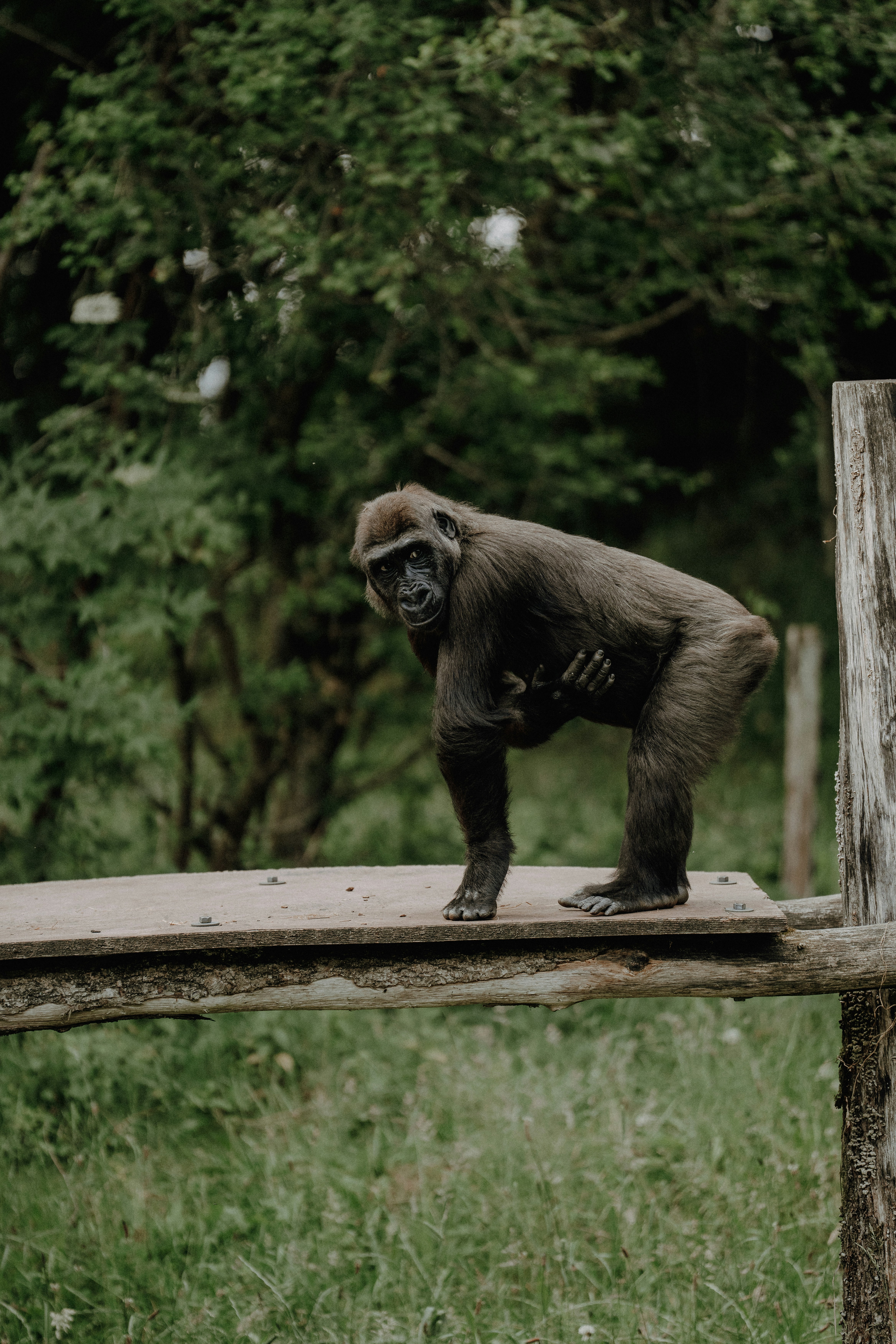A gorilla stands on a wooden platform in a forest.