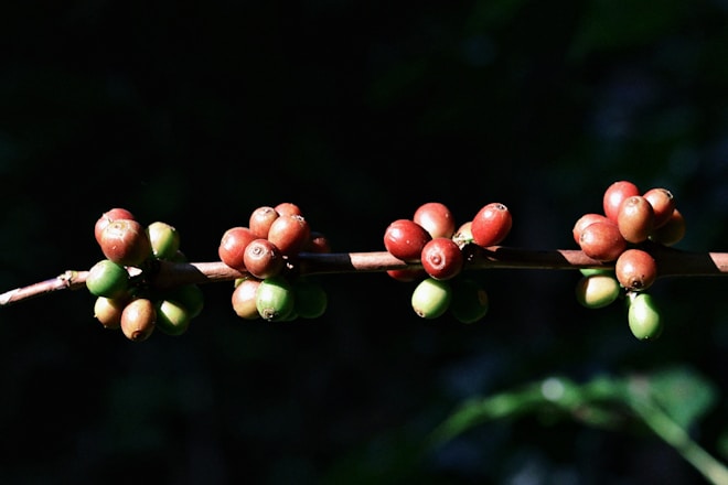Variedades de café de especialidad del Fundo Borneo