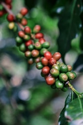Coffee cherries ripening on a branch withering branch.