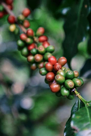 Day tour a una finca cafetera Nanegalito