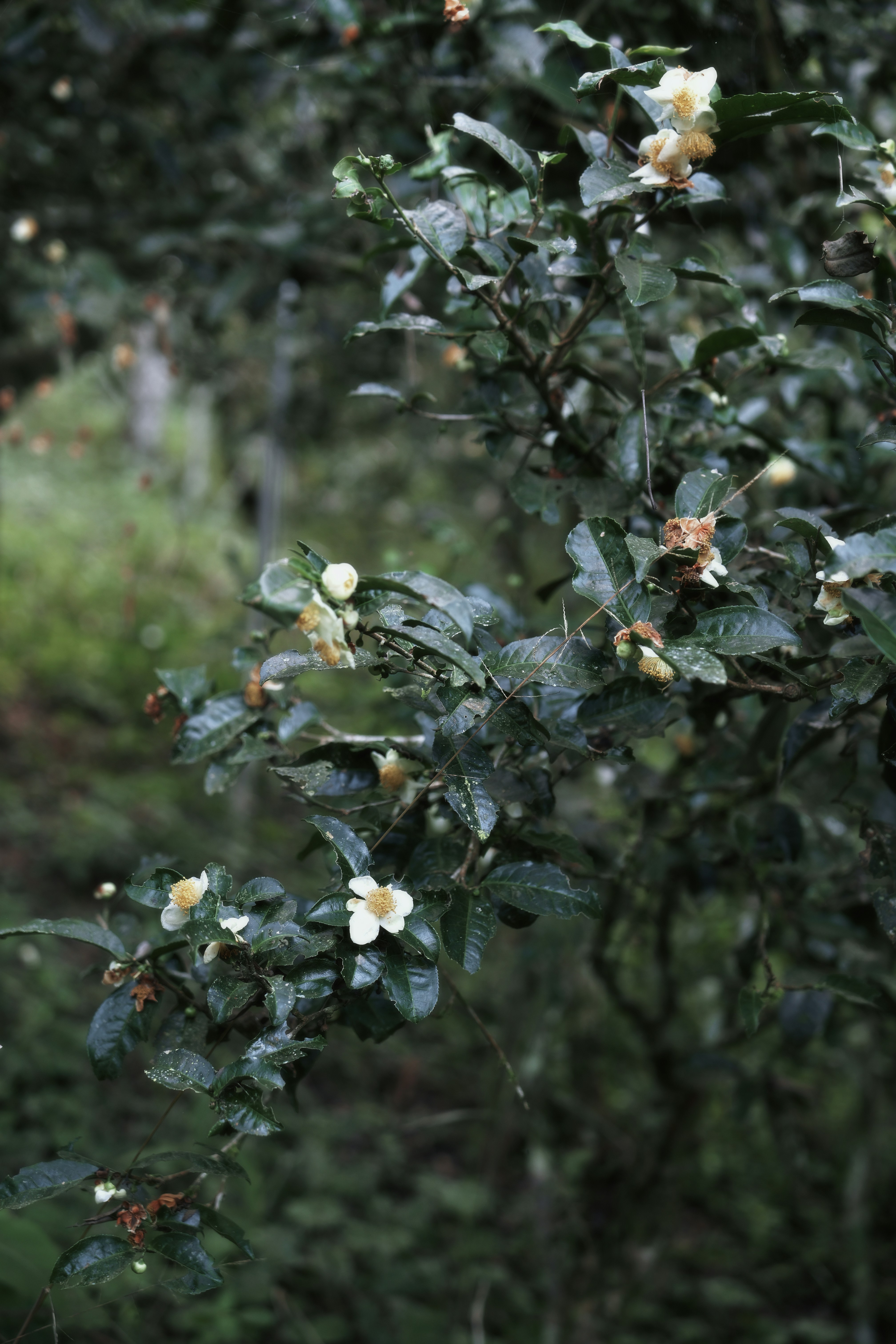 Tea plant branches with white flowers and green leaves