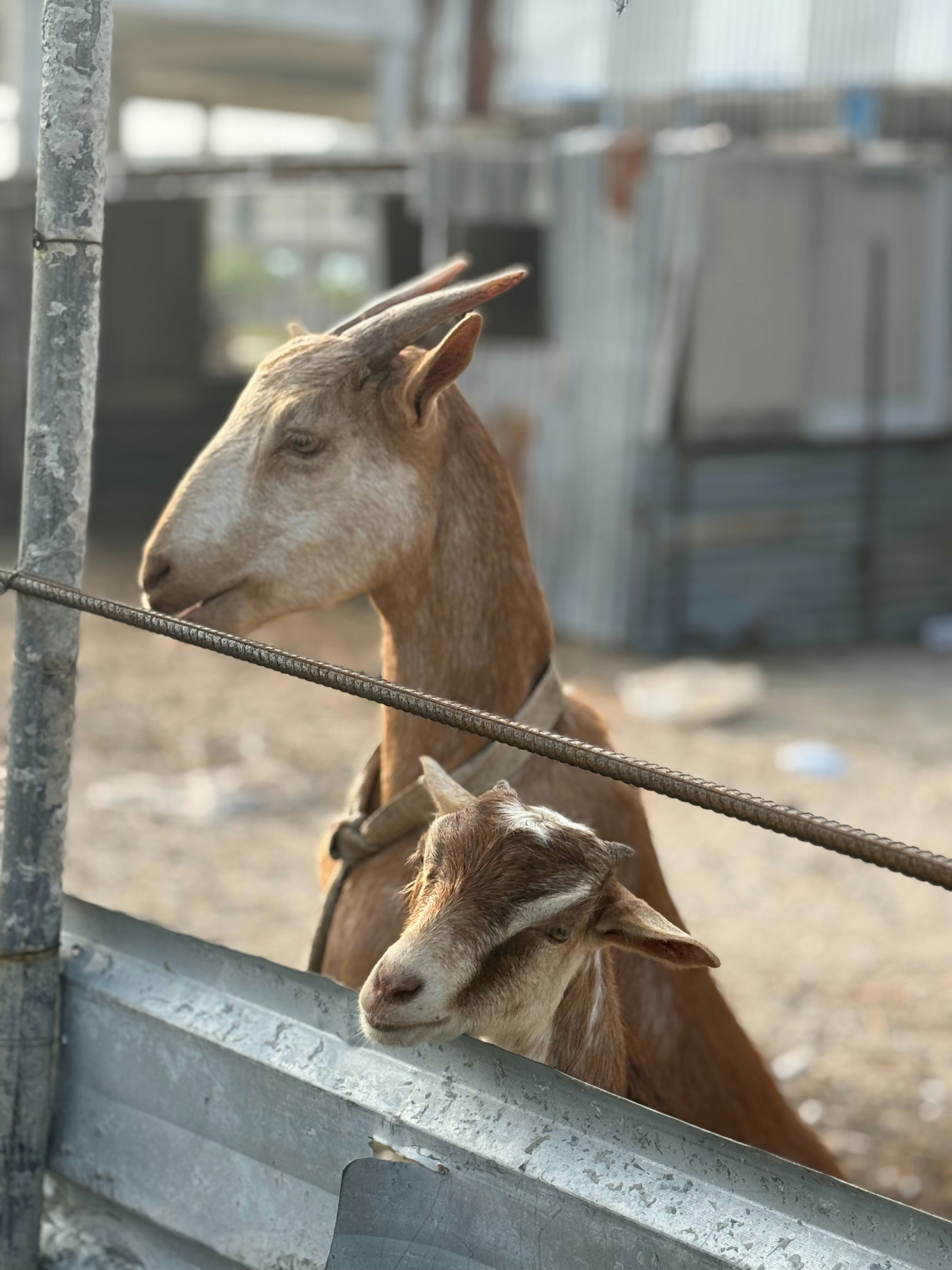 Photo by lailivimammy