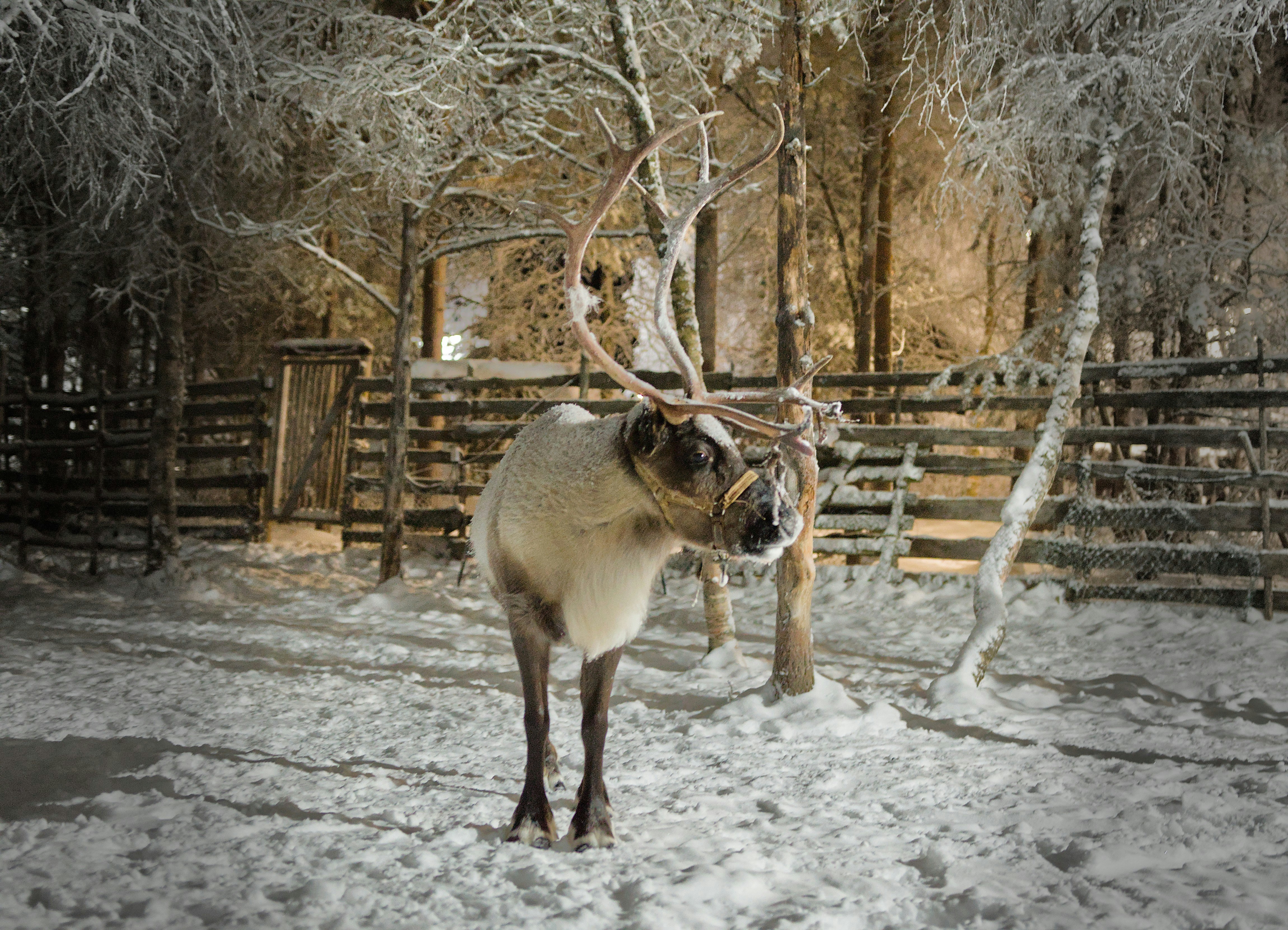 Reindeer standing in a snowy forest at night