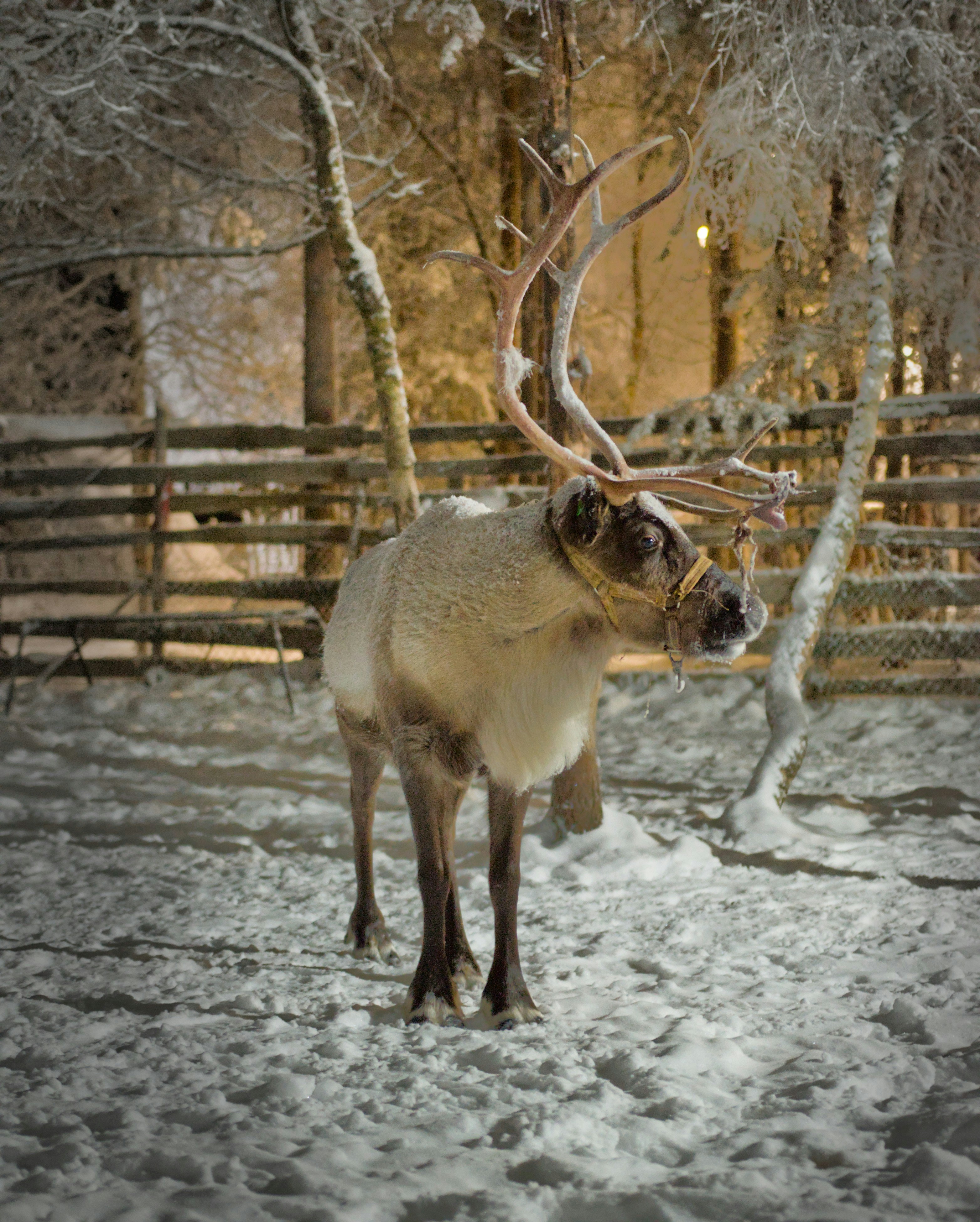 Reindeer standing in a snowy forest at night.