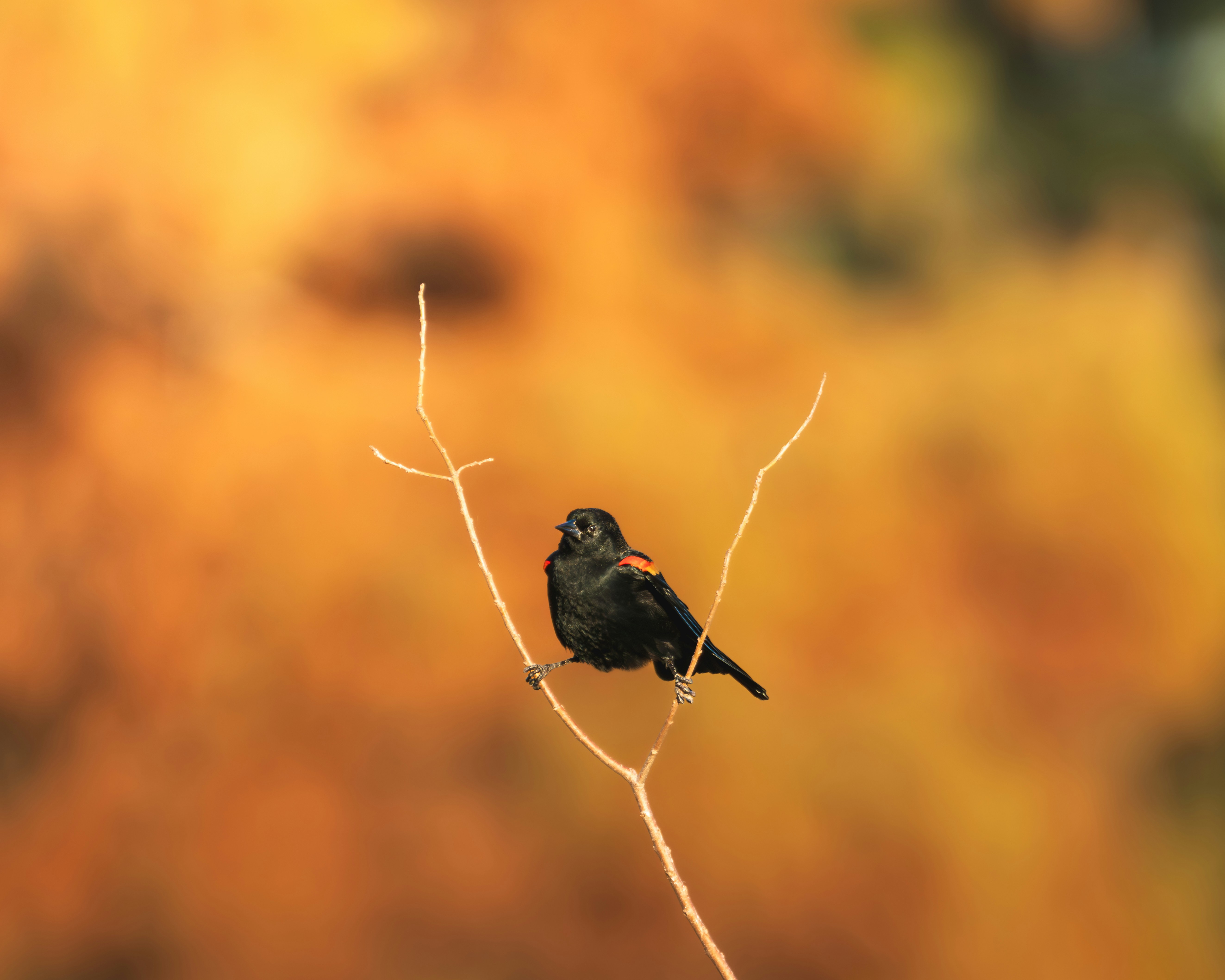 Photo by dkoplyk