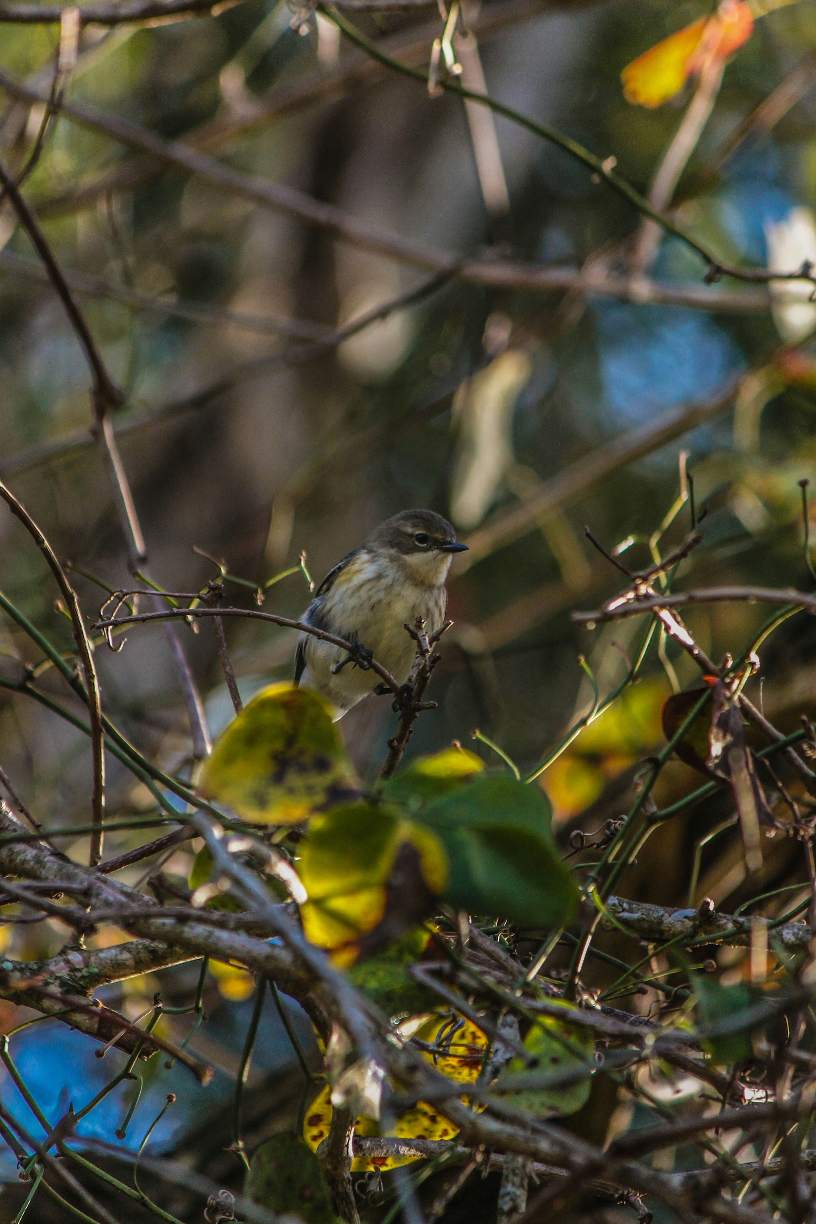 Photo by oilbird_productions