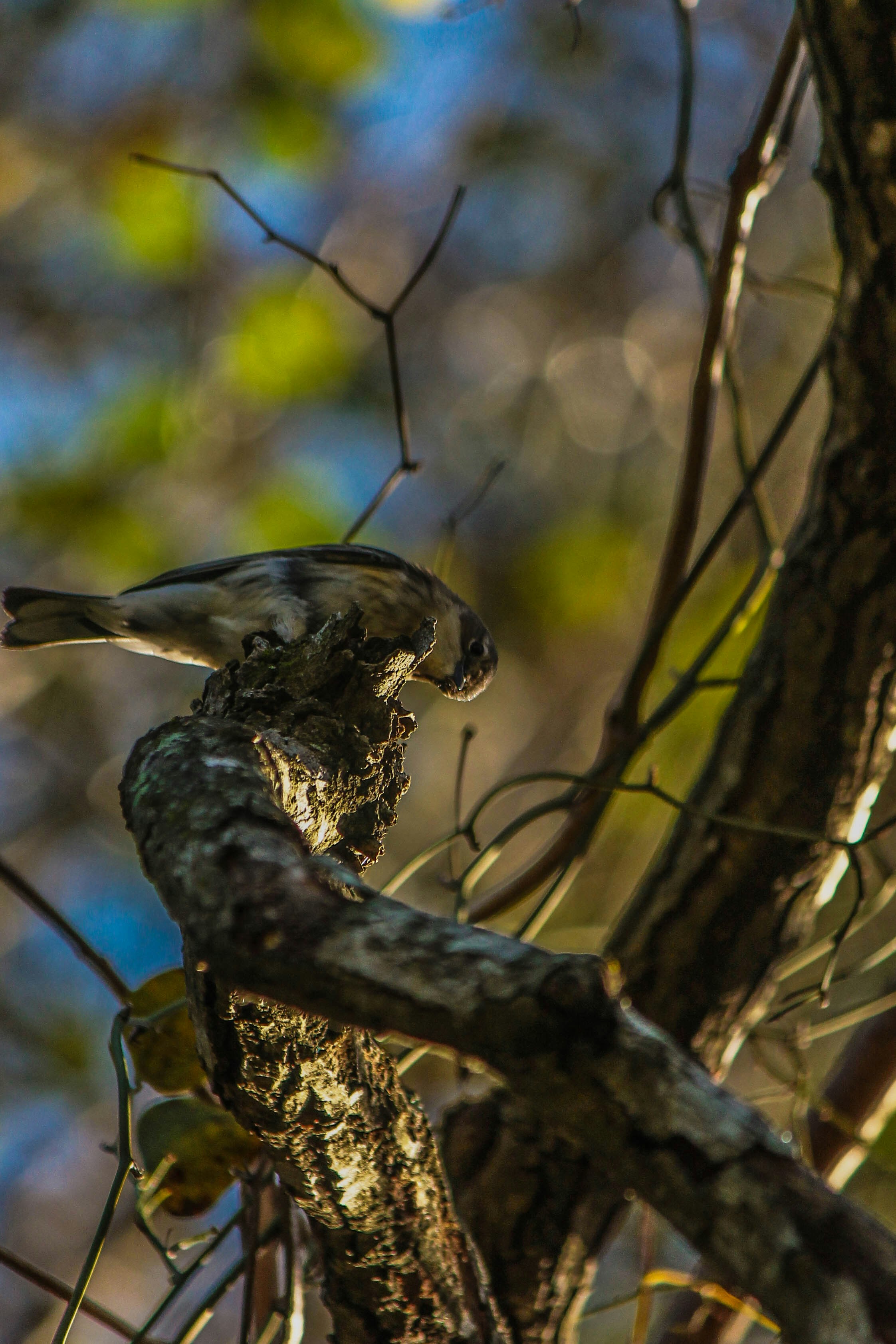 Photo by oilbird_productions