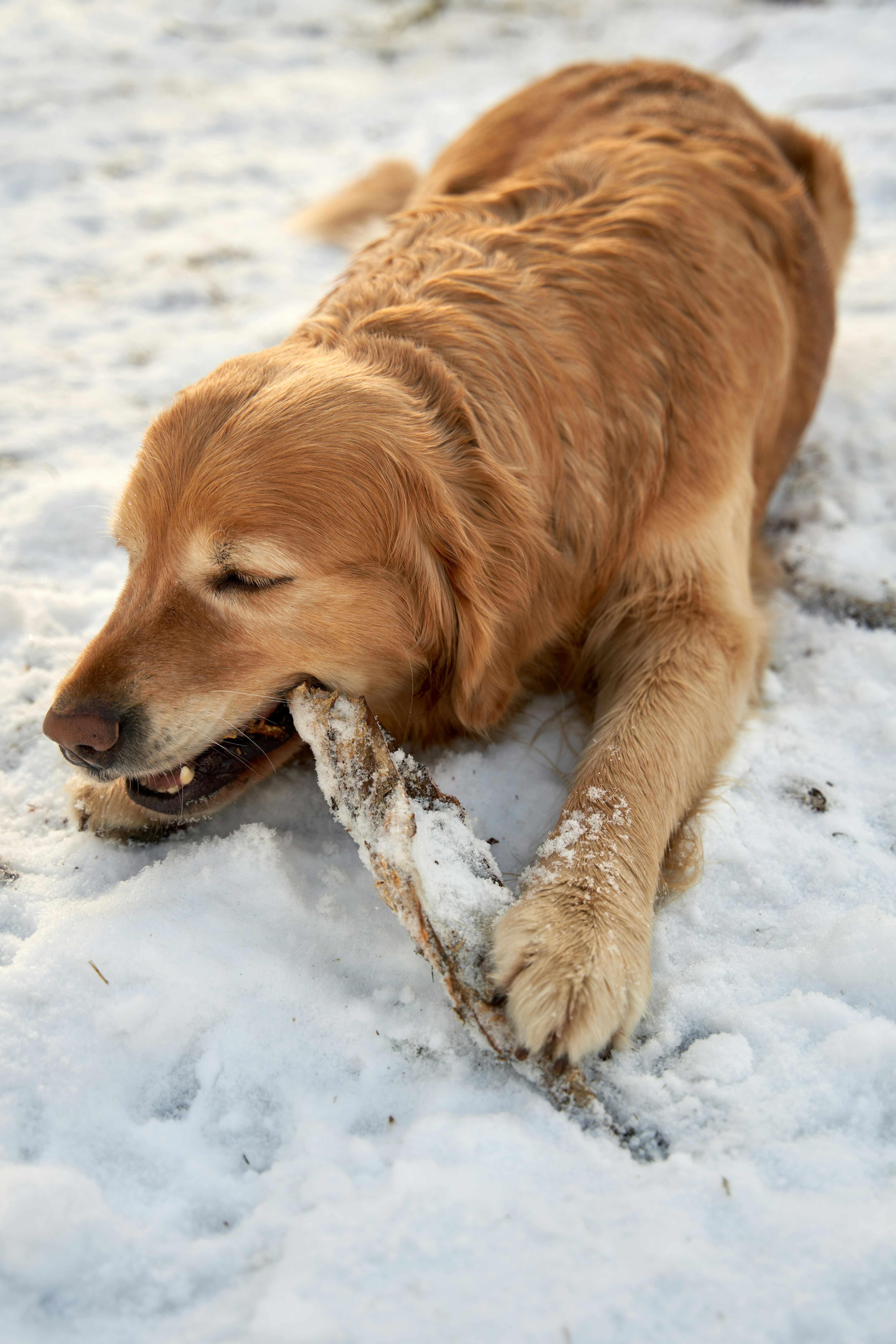 Golden retriever chews a stick in the snow