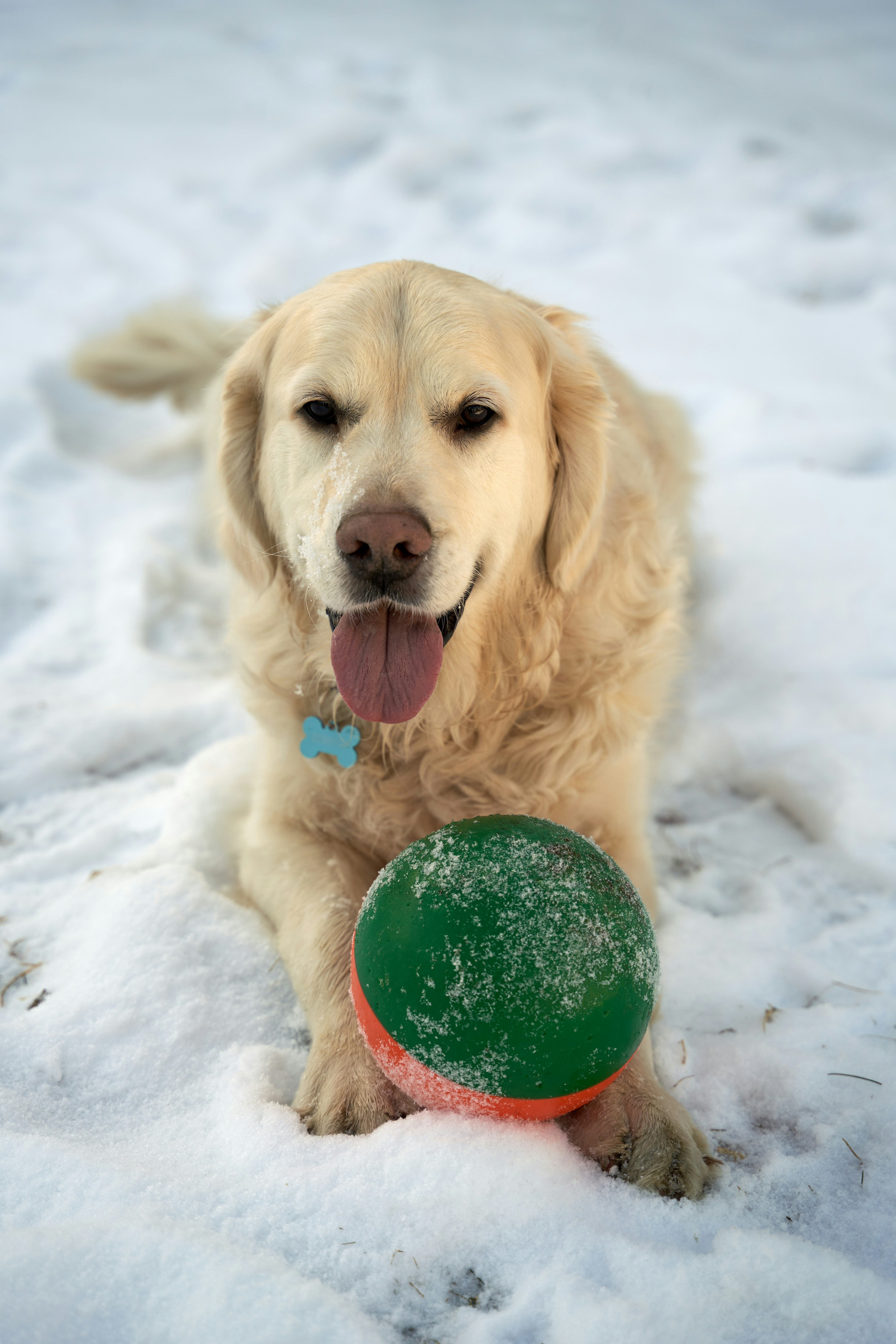 A golden retriever with a ball in the snow