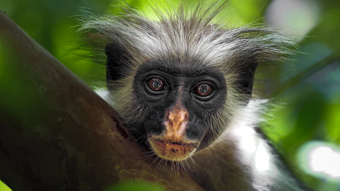 Red Colobus monkey portrait