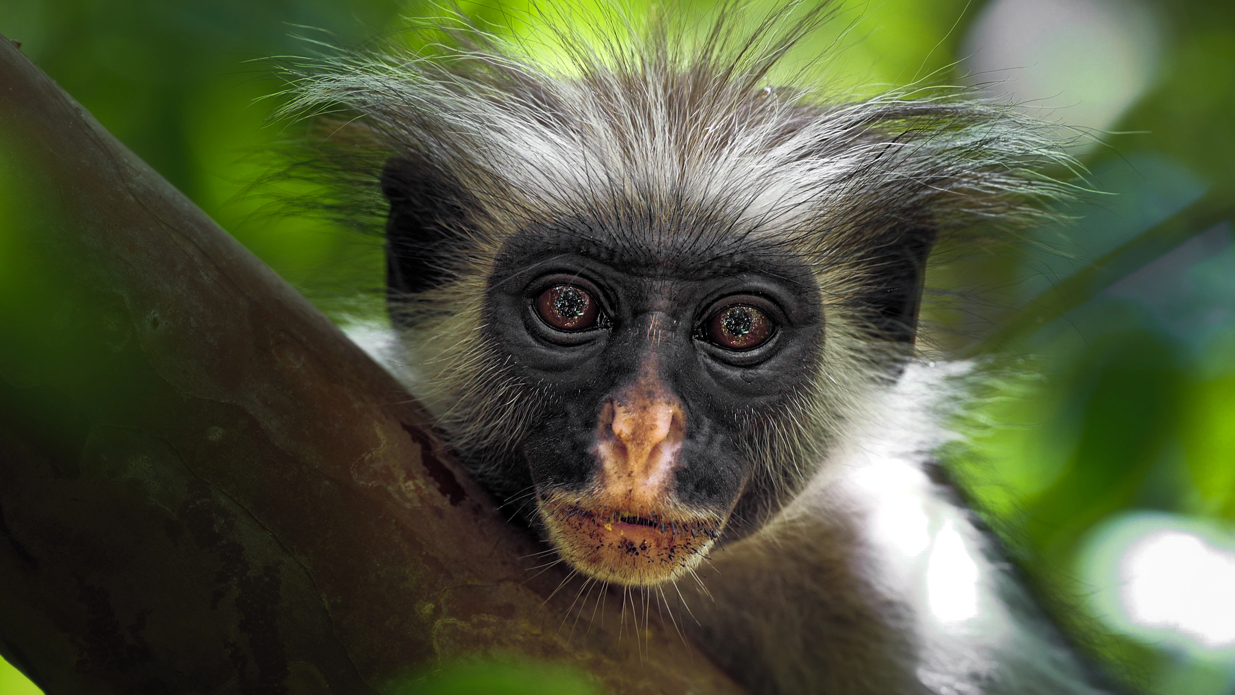 Red Colobus monkey portrait Jozani Forest Zanzibar