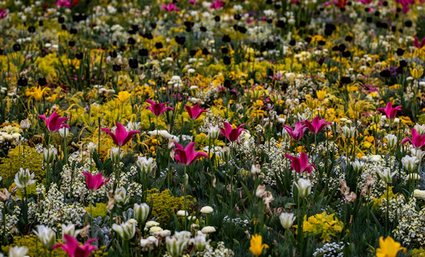 A field of colorful spring flowers in bloom.