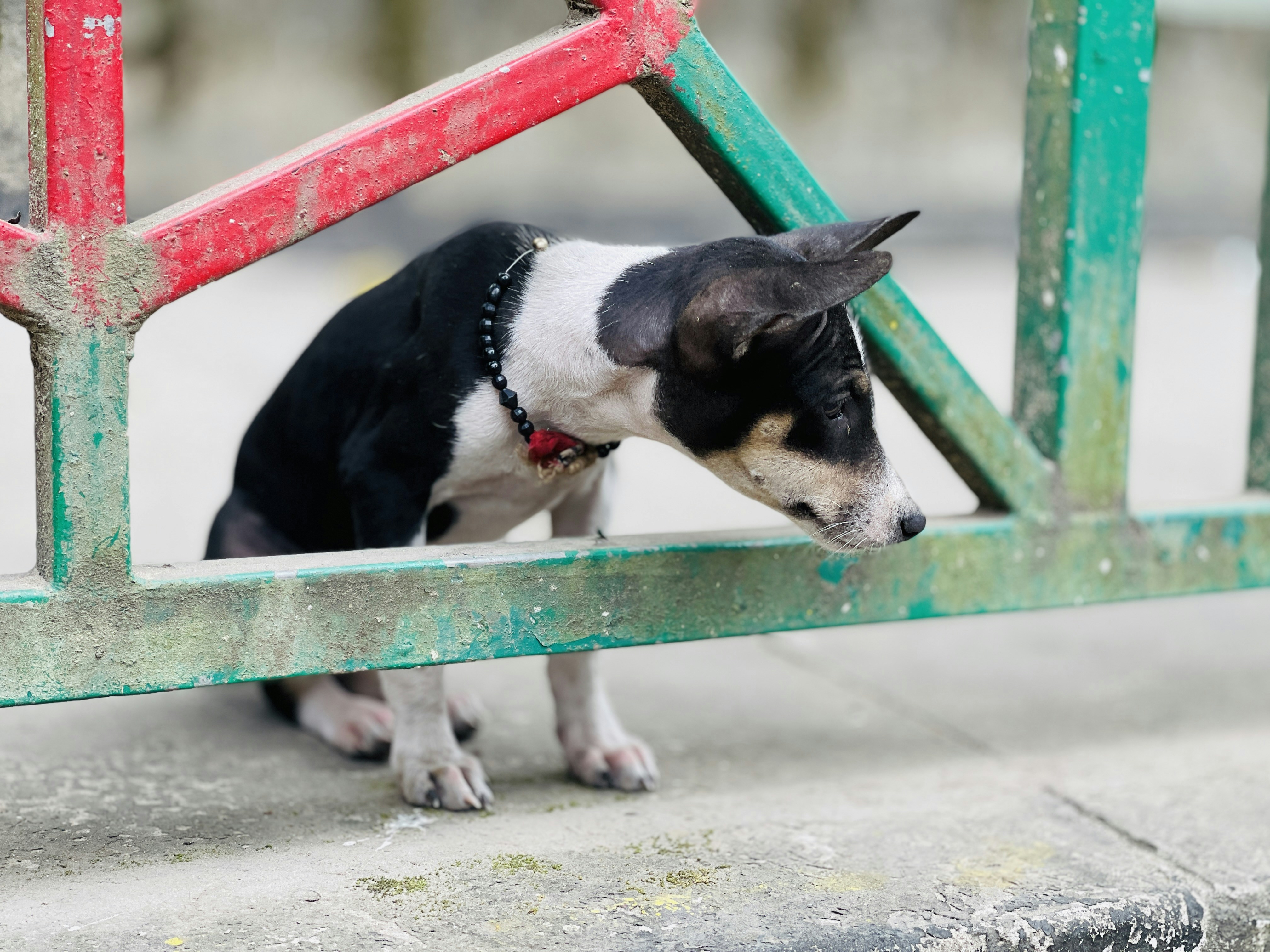 Ein kleiner Hund lugt durch einen bunten Zaun.