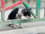 A small dog peeks through a colorful fence.
