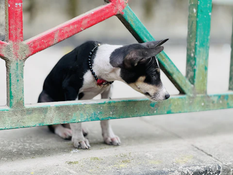 A small dog peeks through a colorful fence.