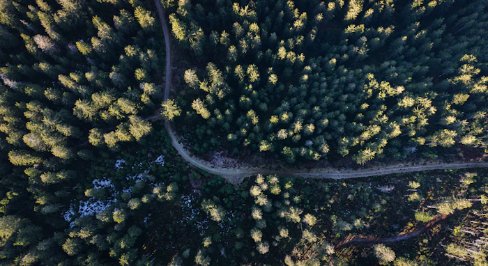 A winding path through a forest, viewed from above