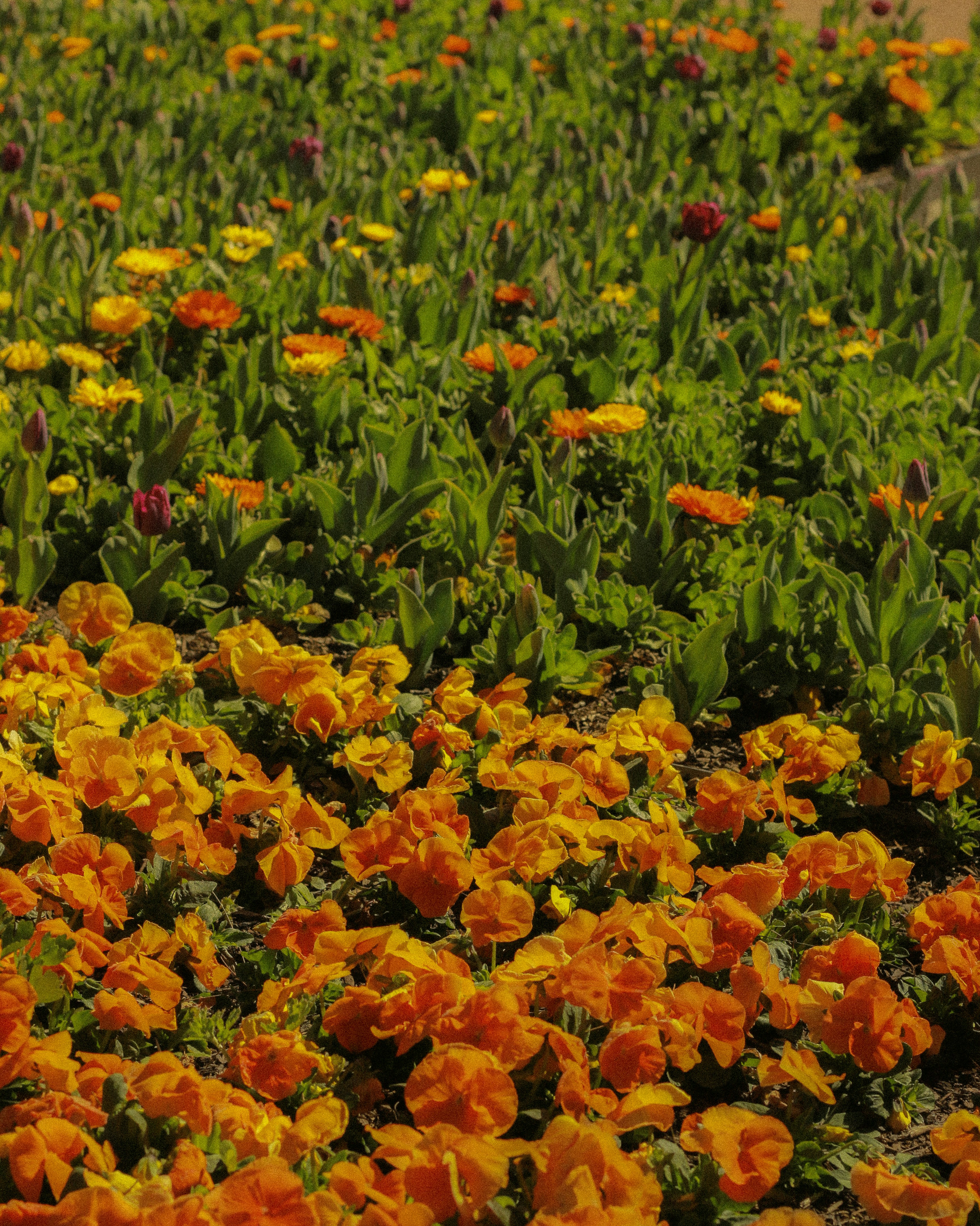 Photo by angie_baongoc