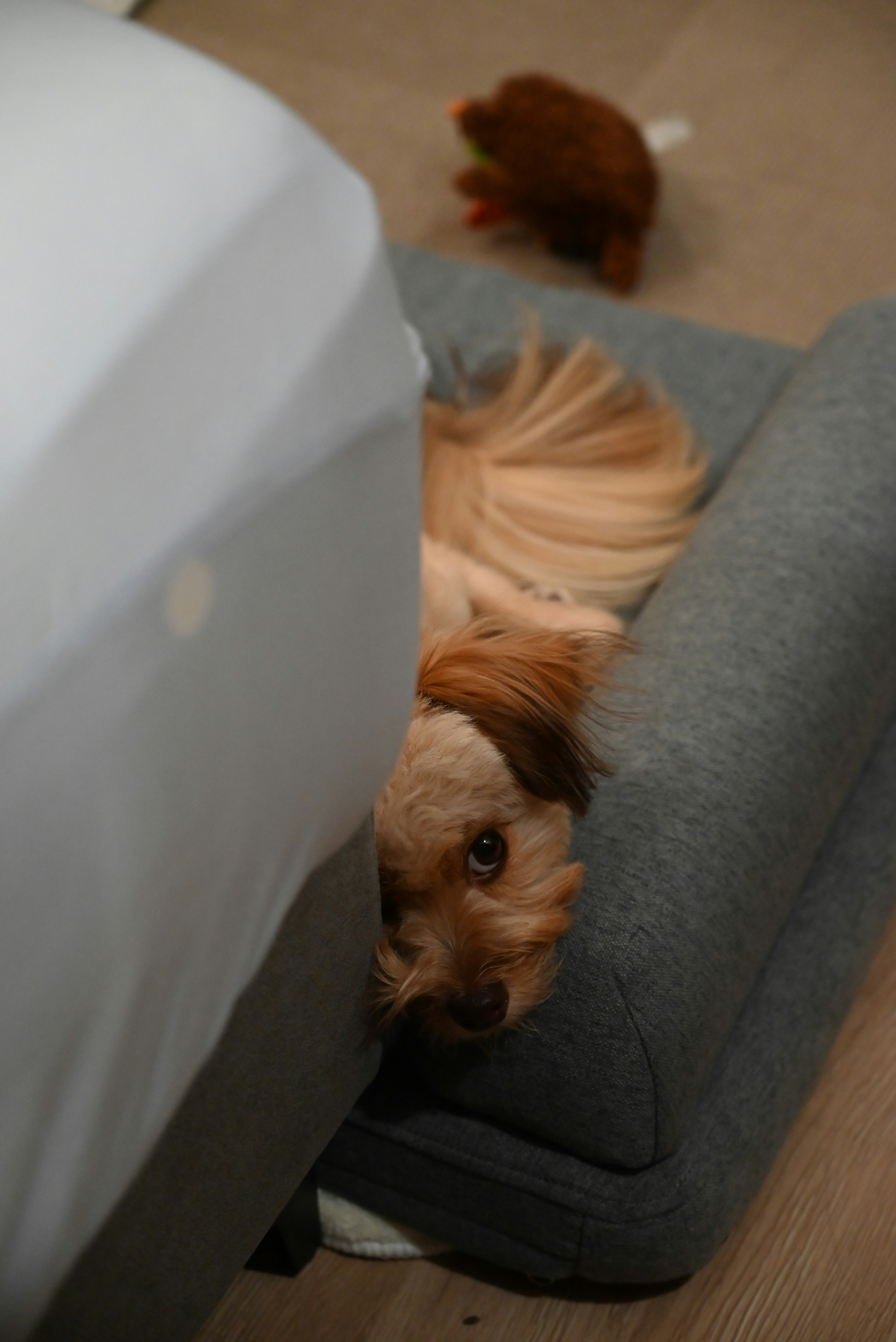 A small dog peeking from behind a pillow