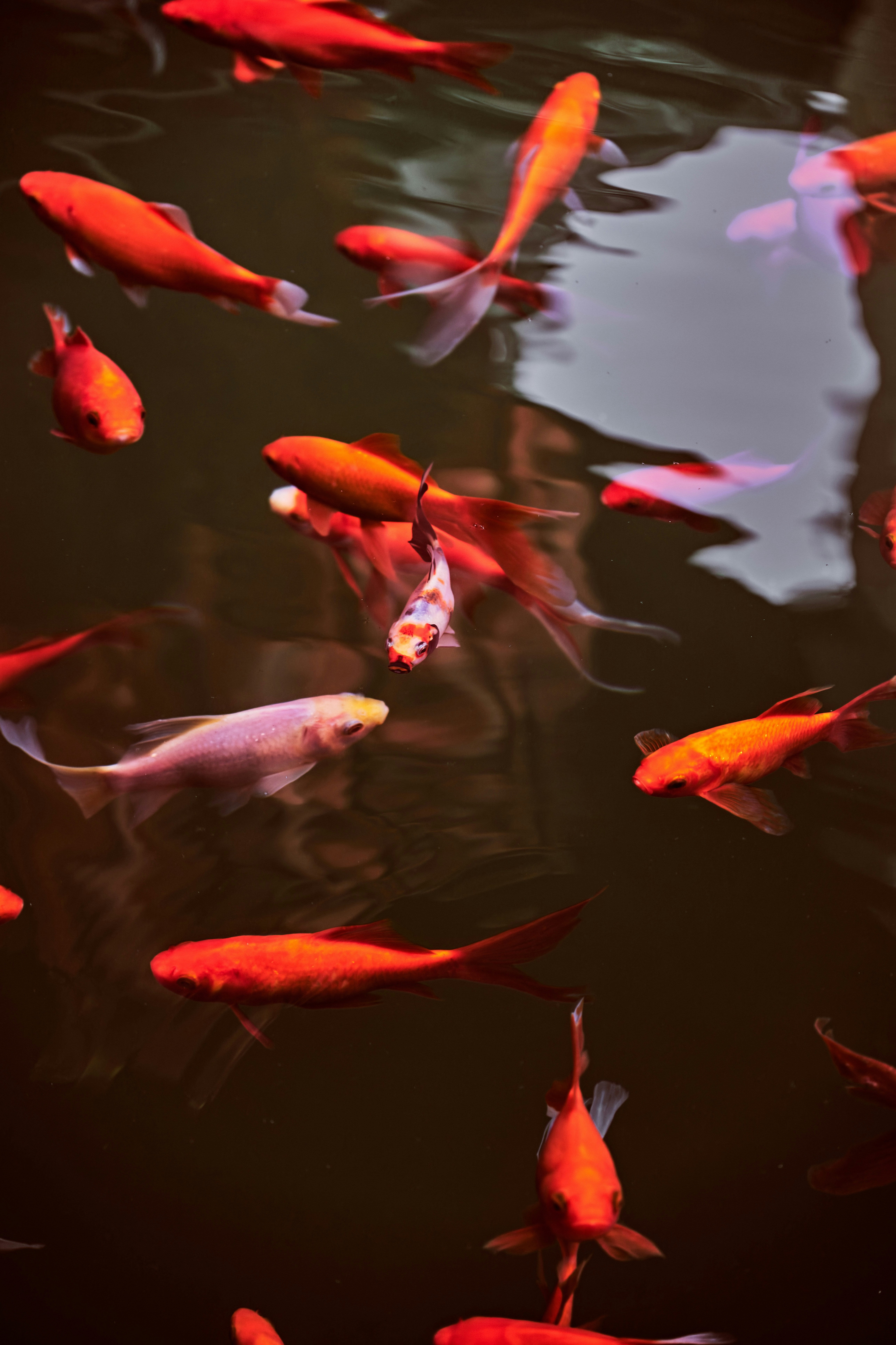 Several goldfish swim in dark water