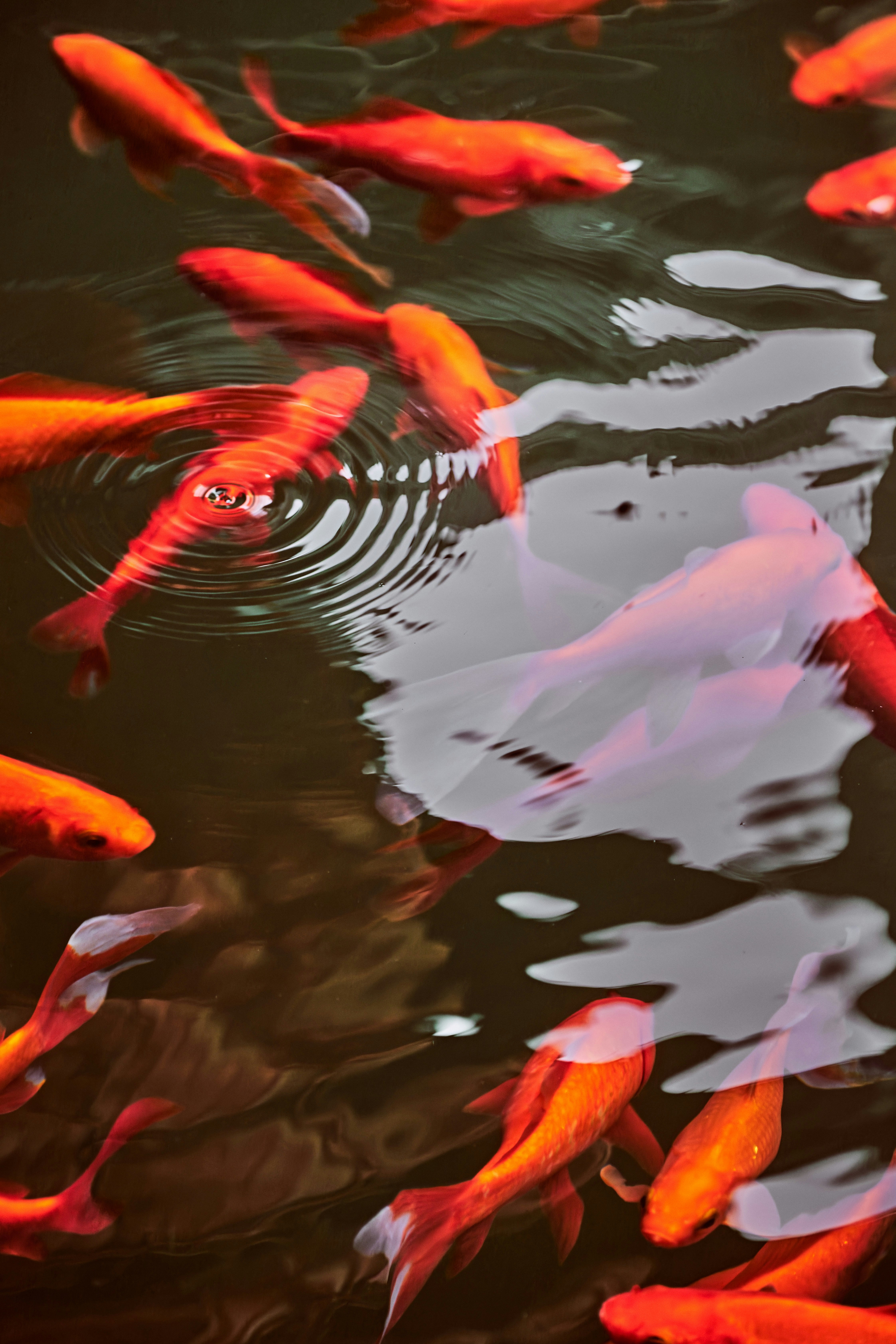 Several bright orange goldfish swim in dark water.