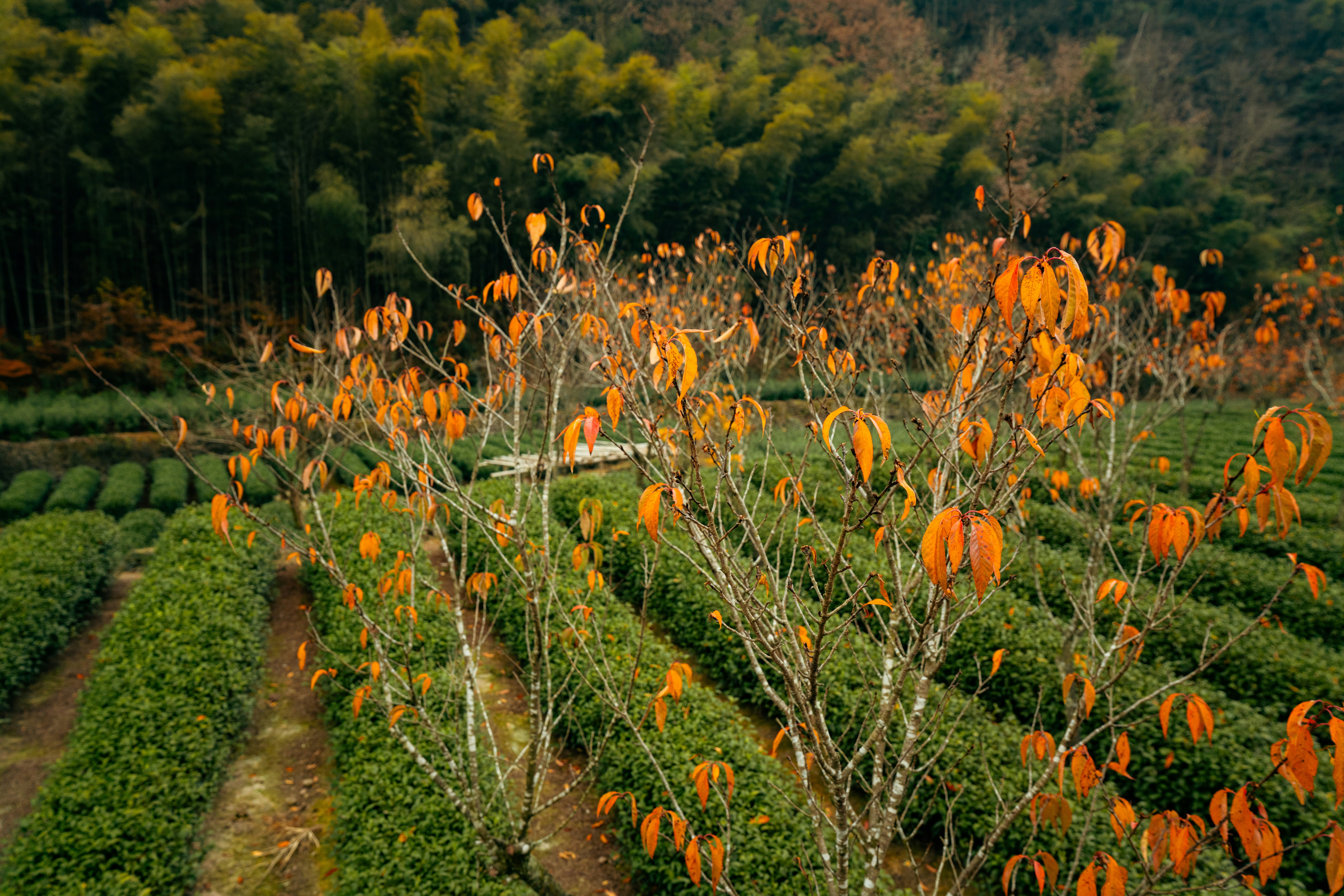 Autumn tea plantation with bare trees and bamboo
