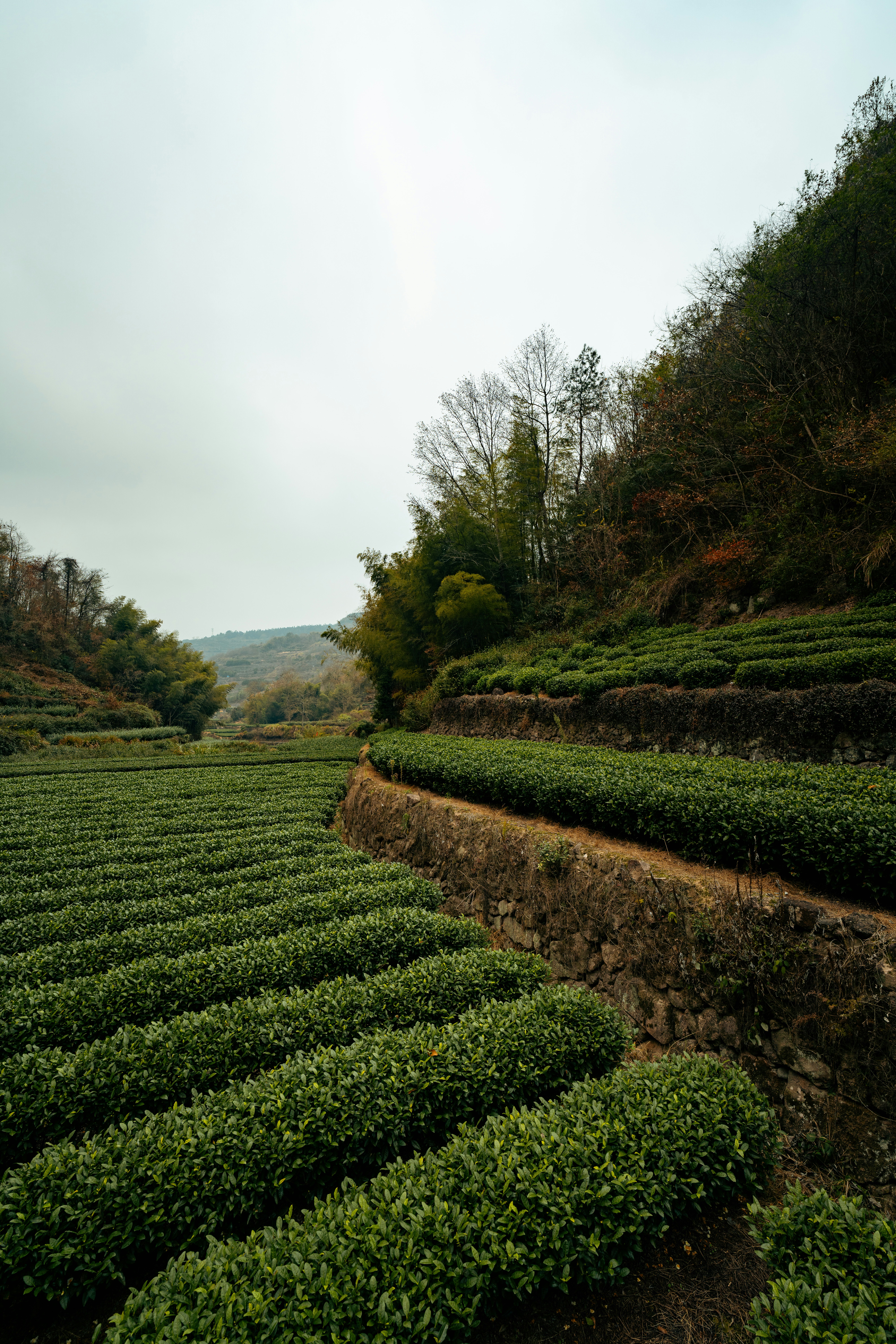 Lush green tea plantation on terraced hillsides