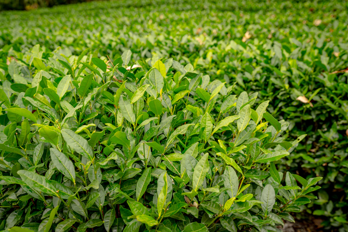 Rangées de théiers taillés en plantation
