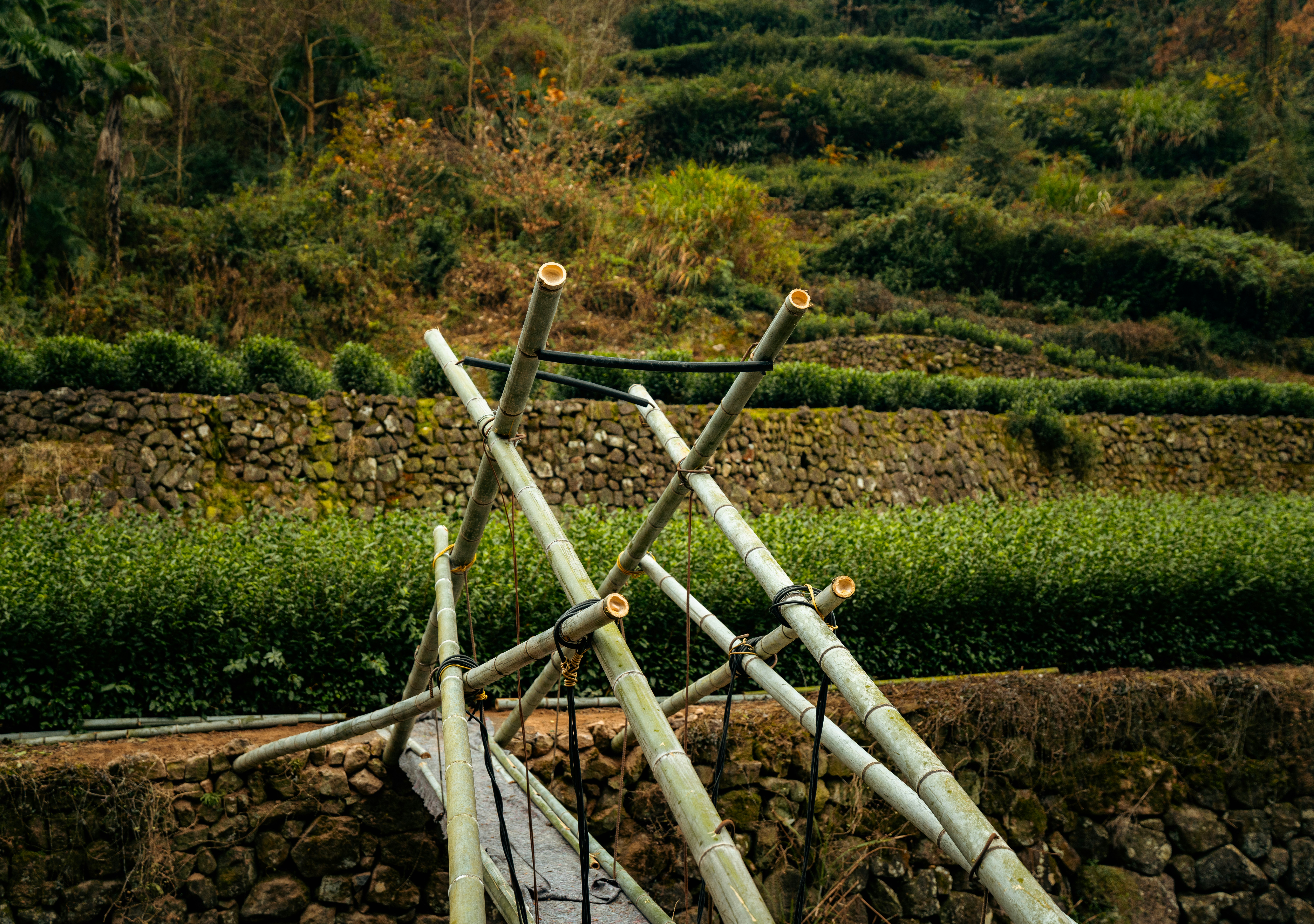 Traditional bamboo chopsticks arranged on a table, representing the visual metaphor behind the term chopstick legs