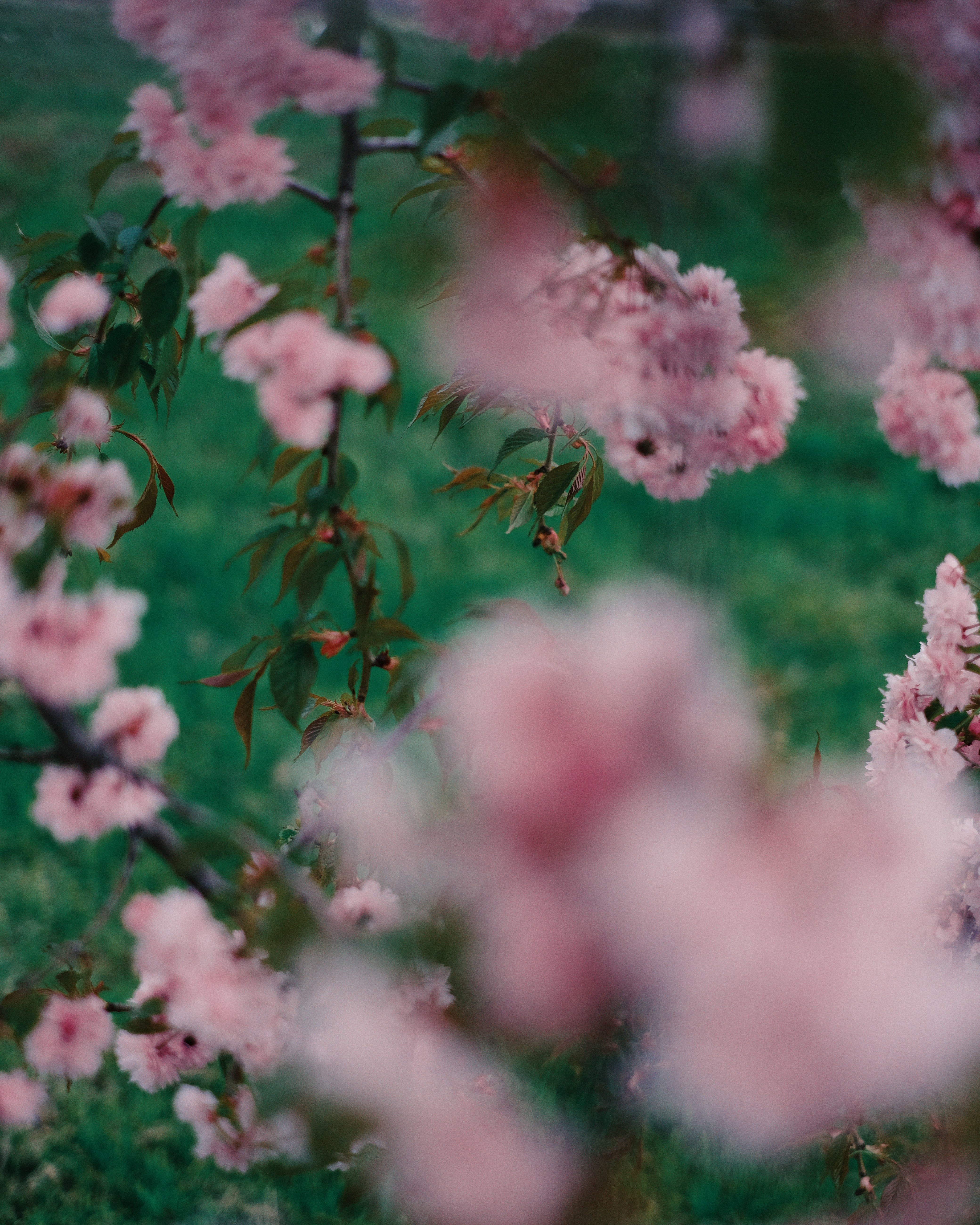 Photo by alinachernovol