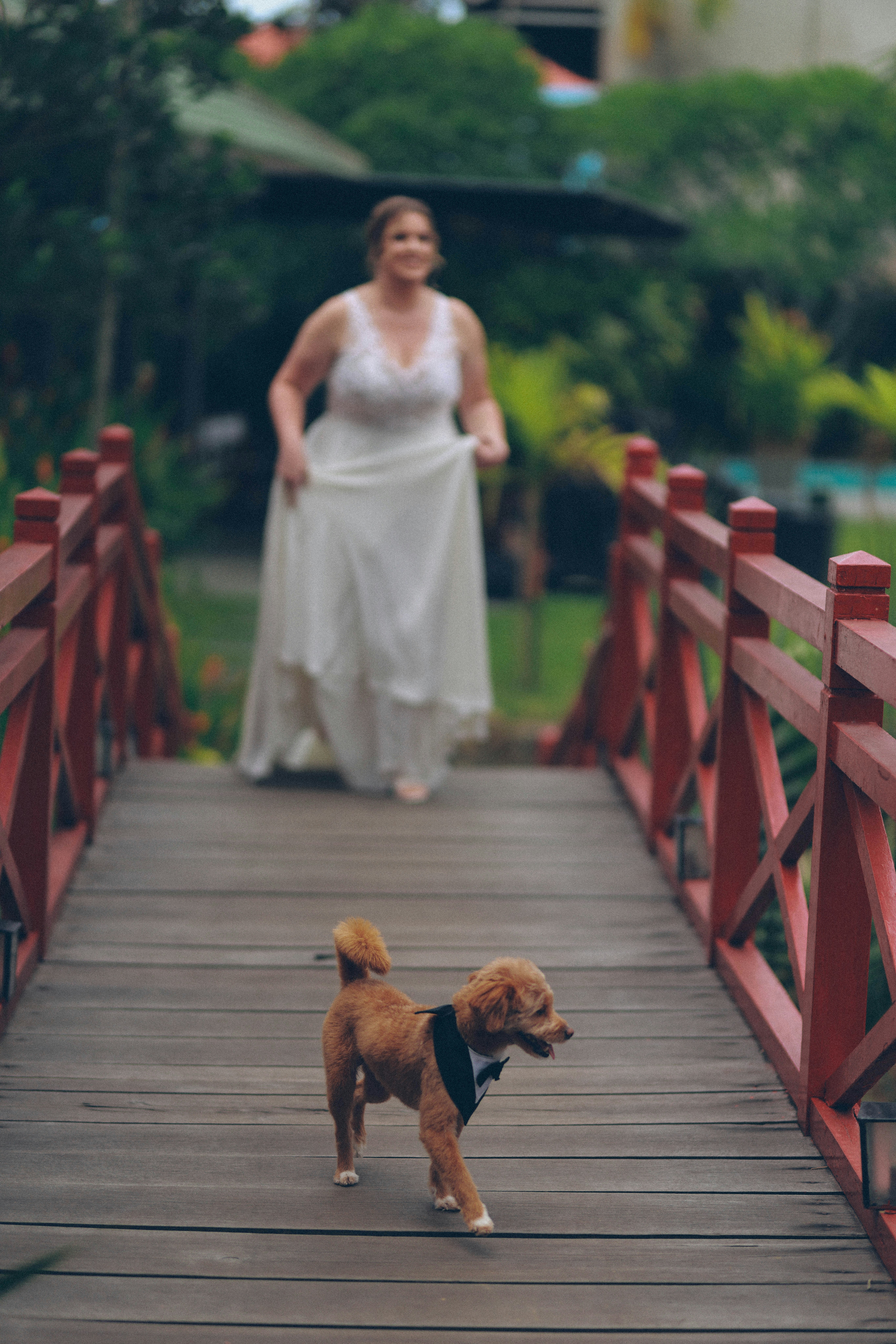 Bride and dog on a wooden bridge