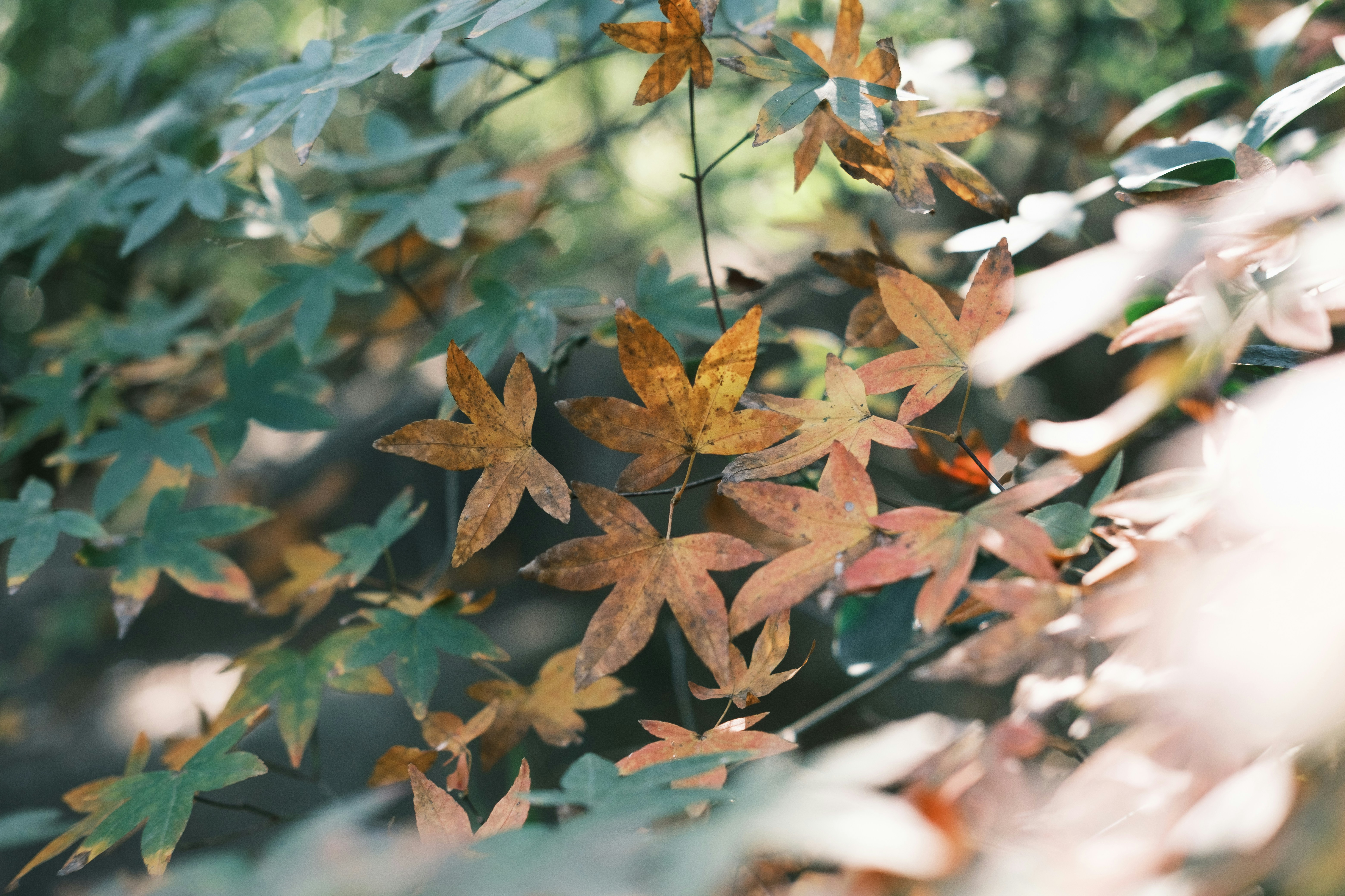 Photo by film002