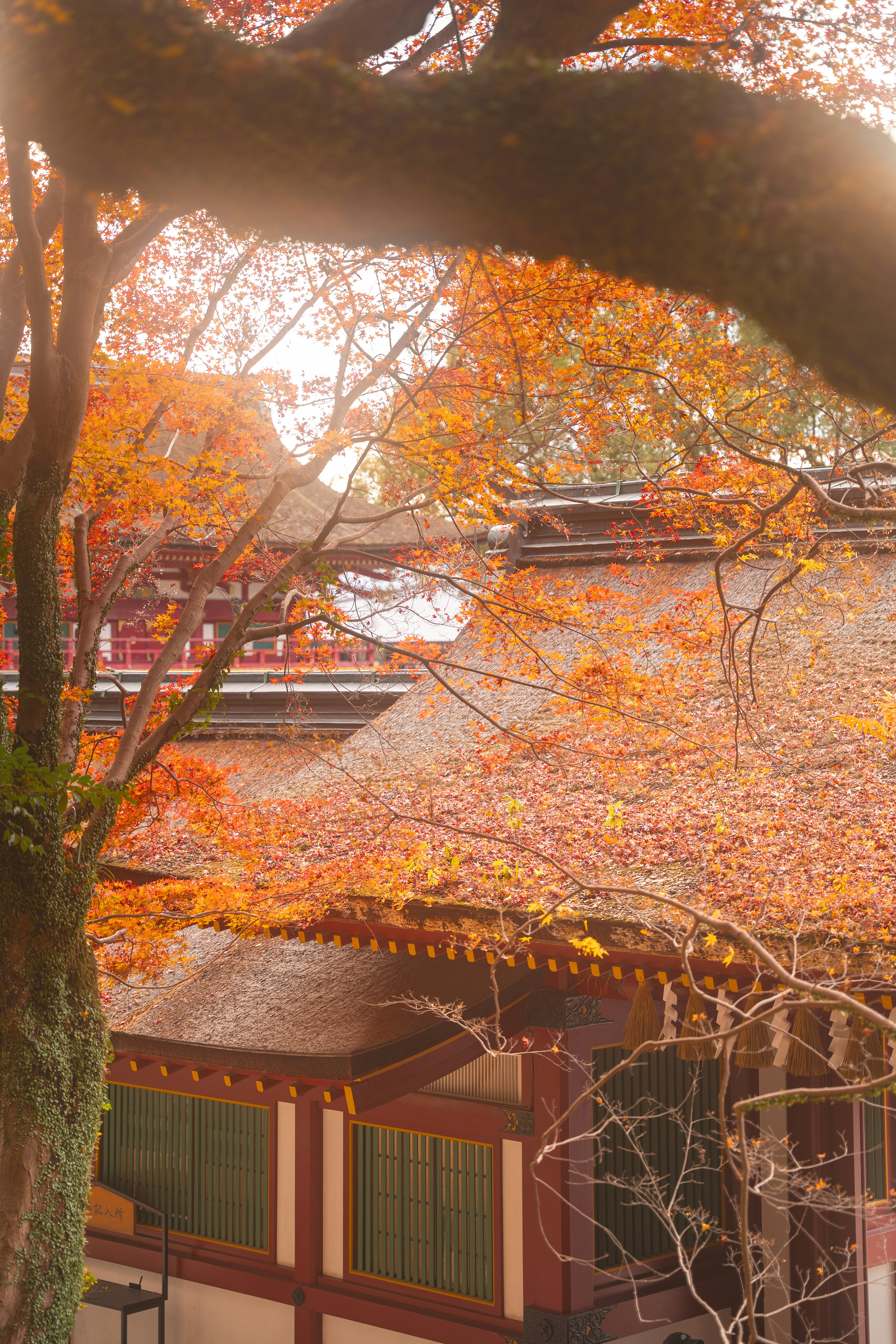 Photo by ojoshuao