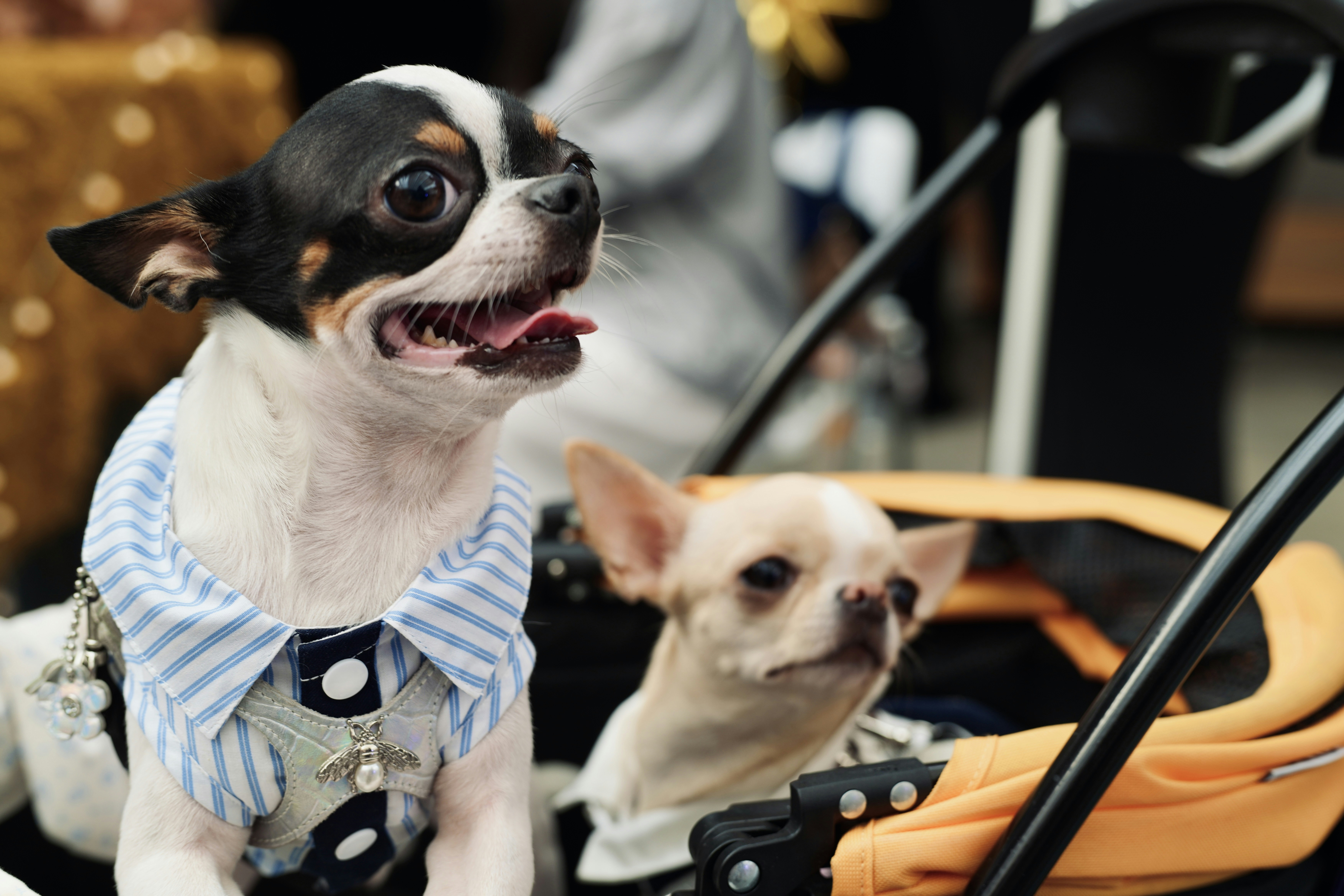 dog travel accessories