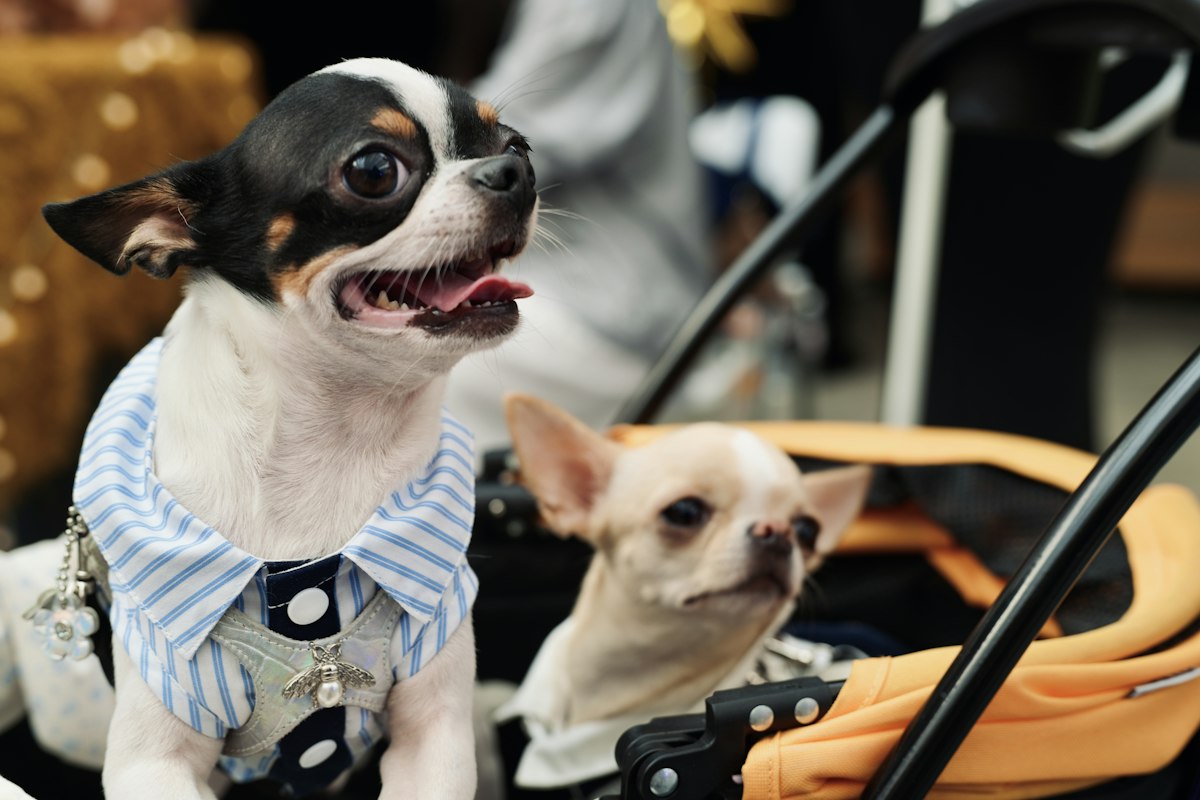 Two small dogs relaxing in a stroller - a happy senior dog enjoying a walk