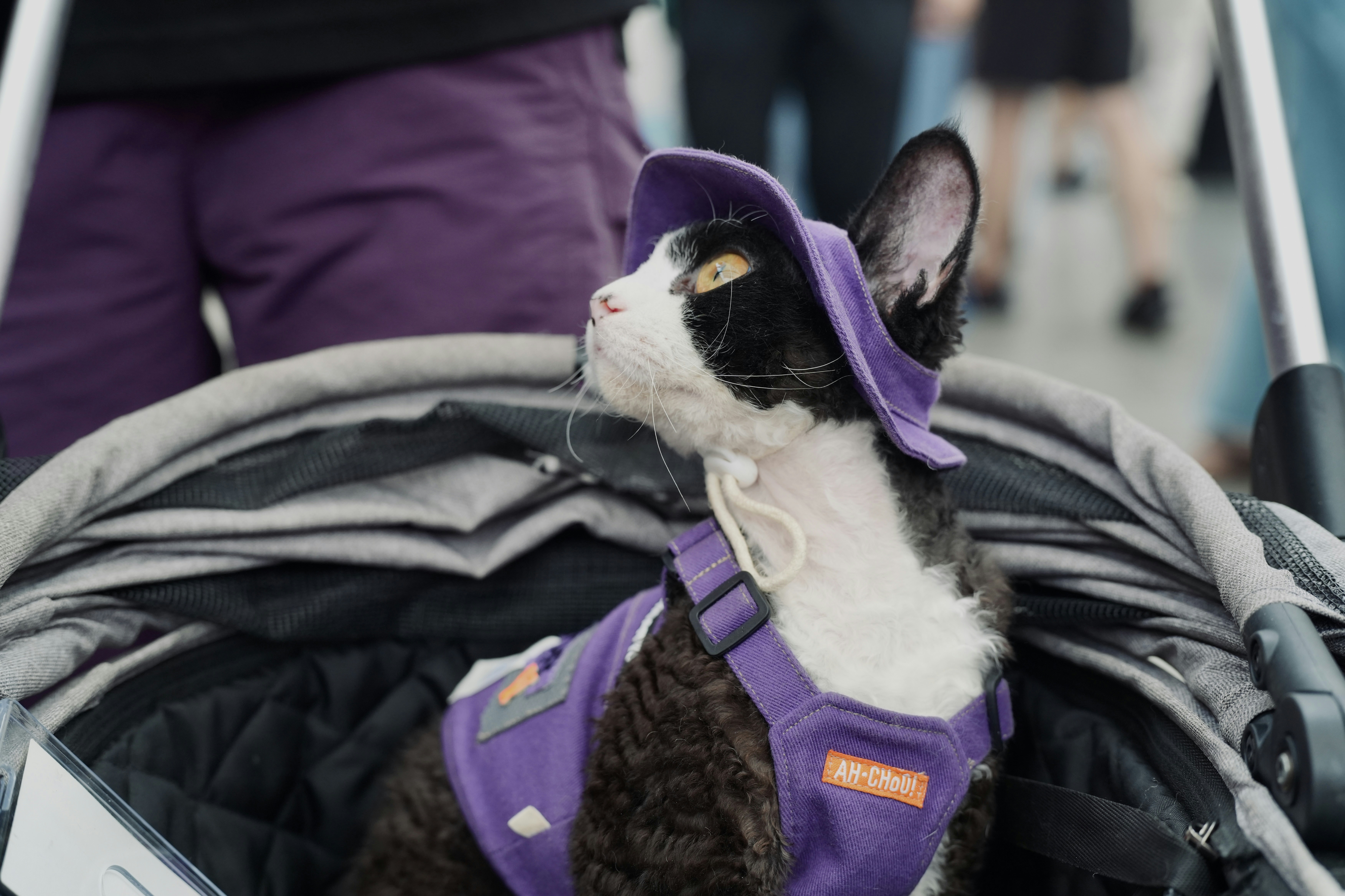 A cat wearing a hat and harness in a stroller