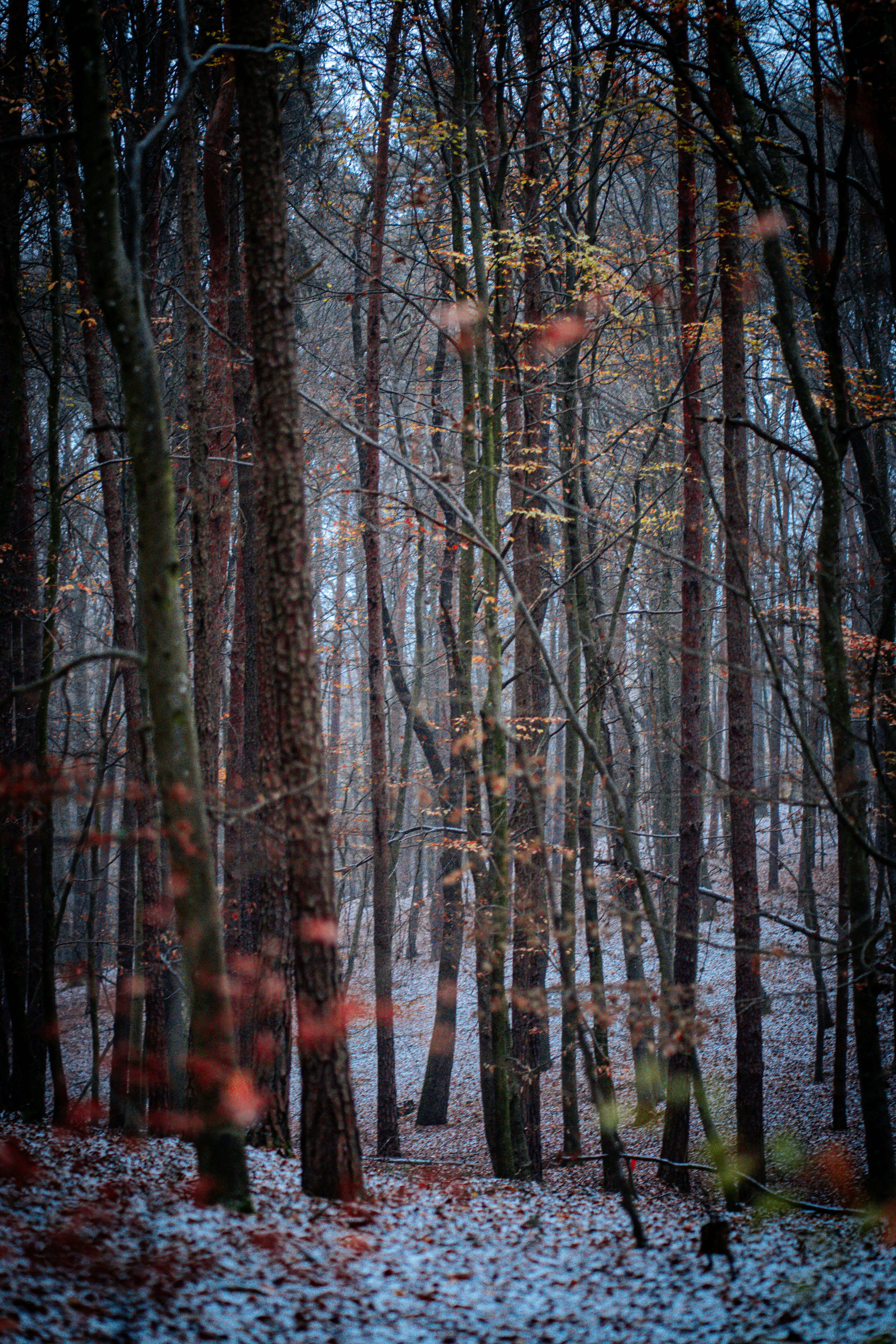 Bare trees in a snowy forest with autumn leaves.