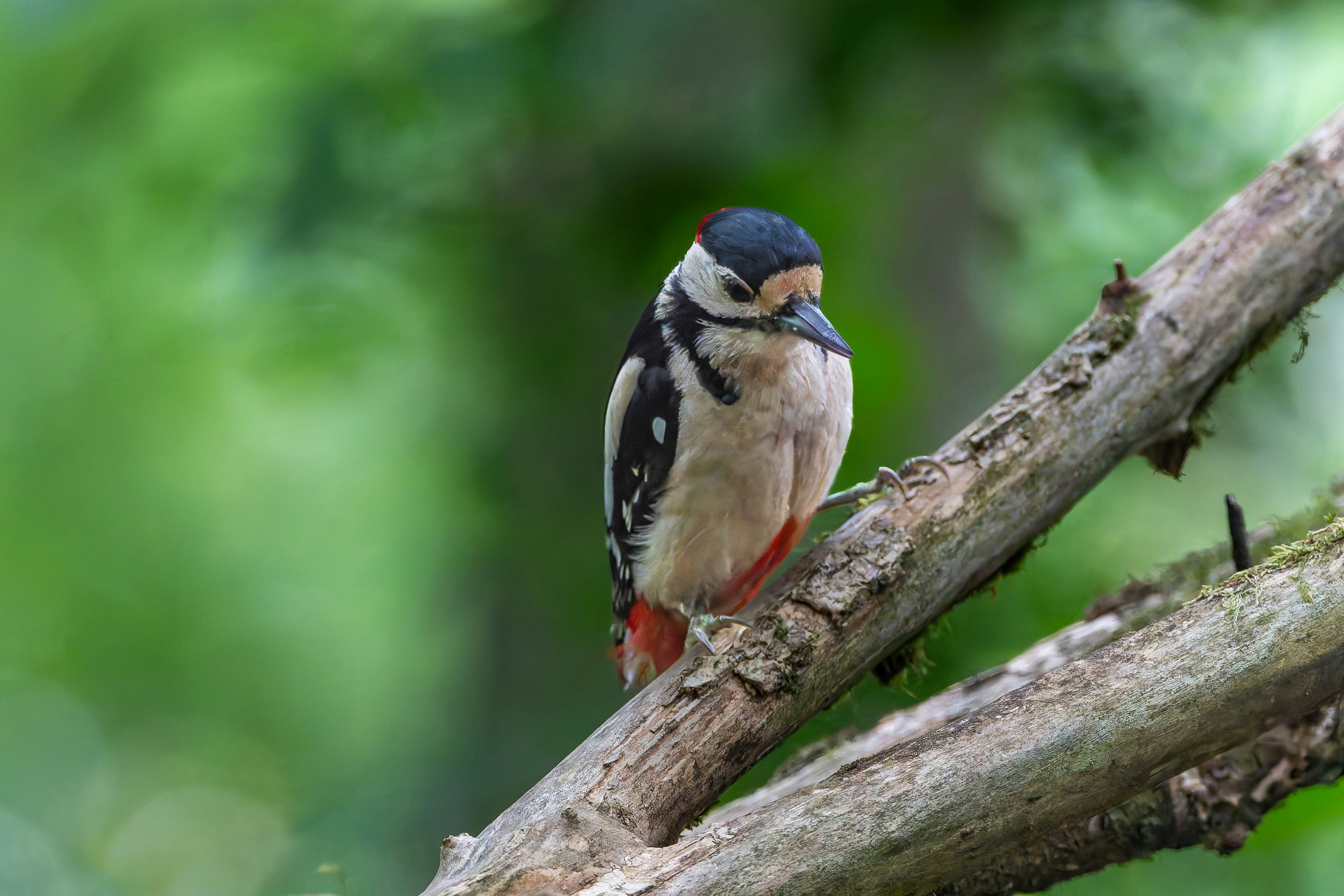 Photo by siegfriedpoepperl