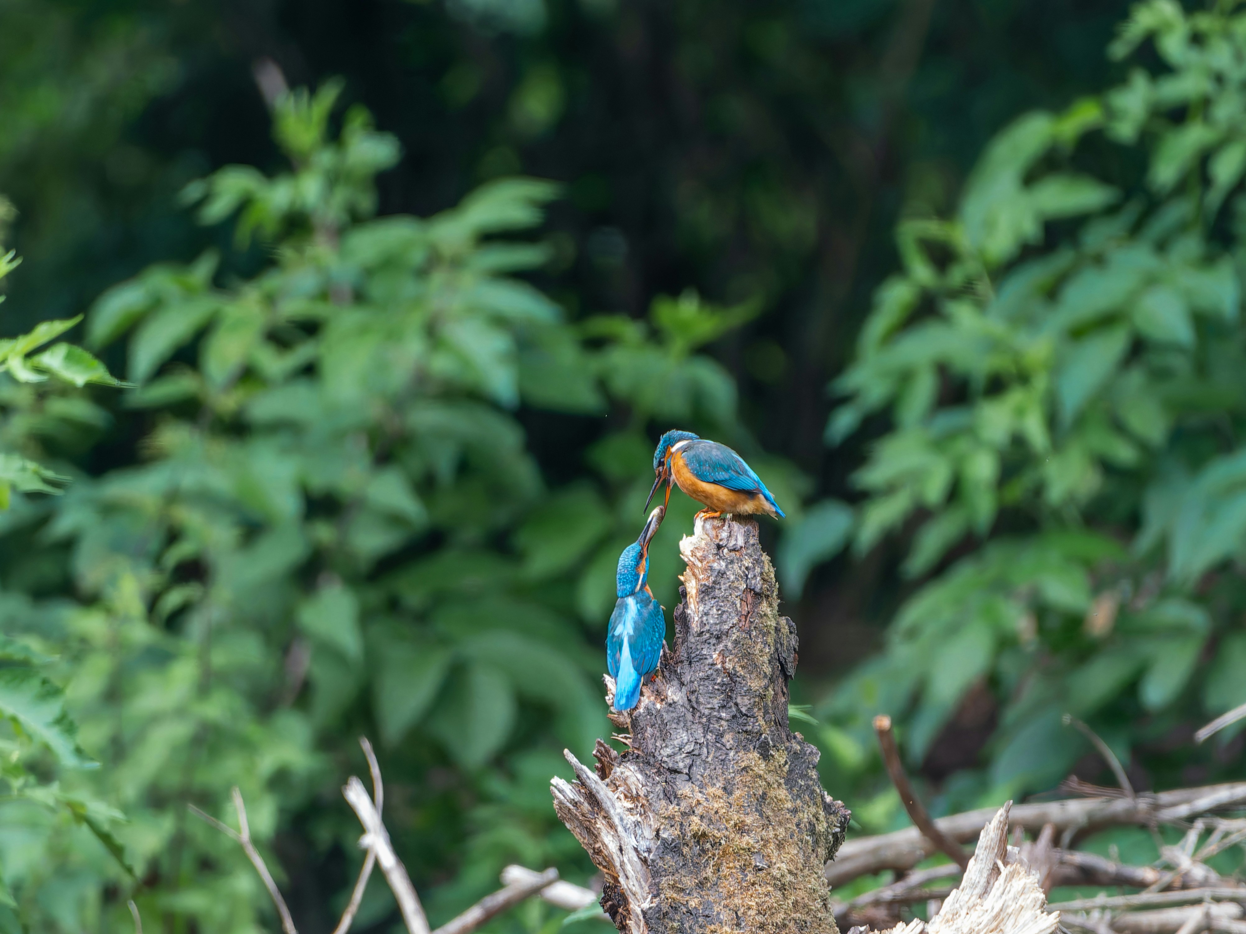 Photo by siegfriedpoepperl