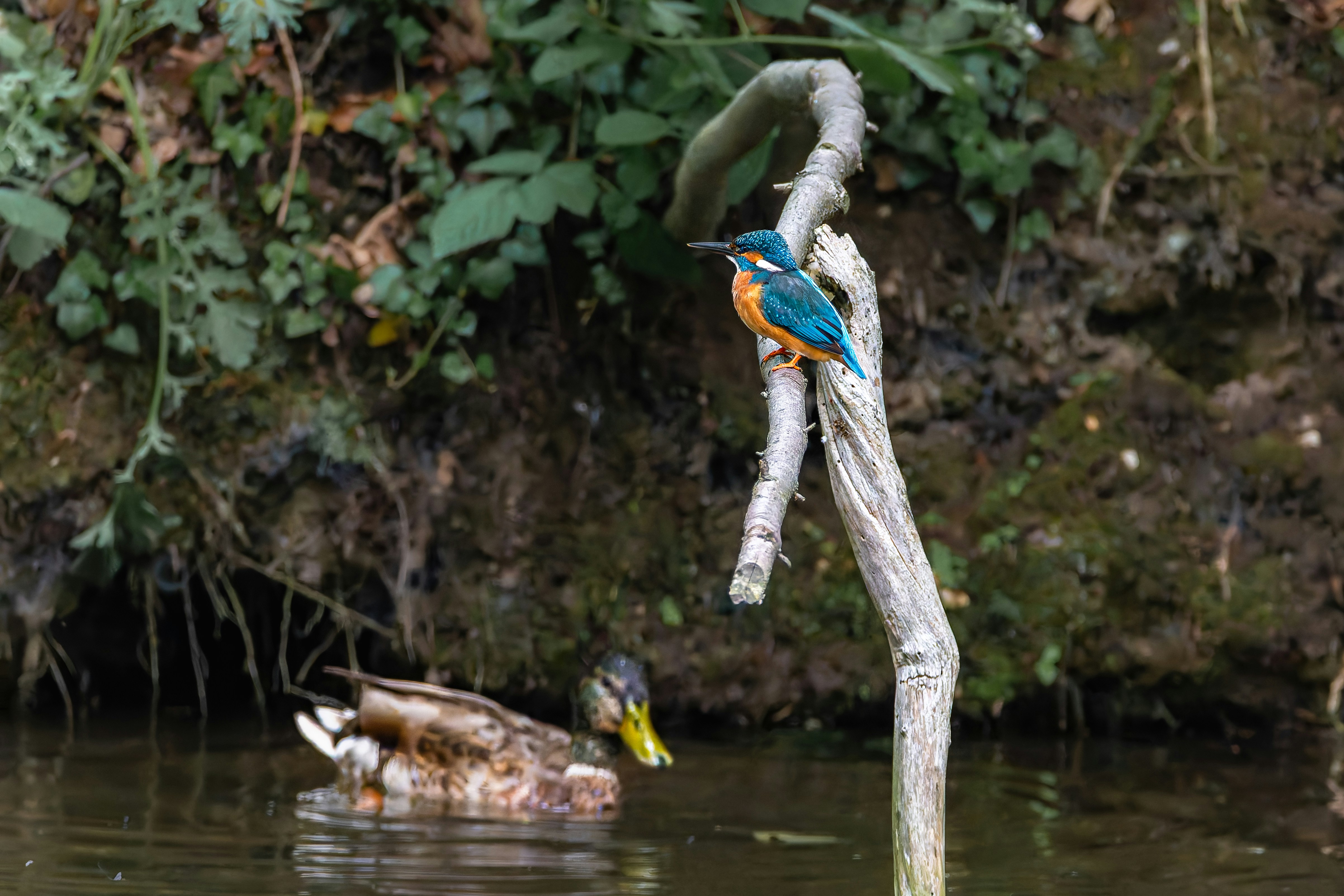 Photo by siegfriedpoepperl