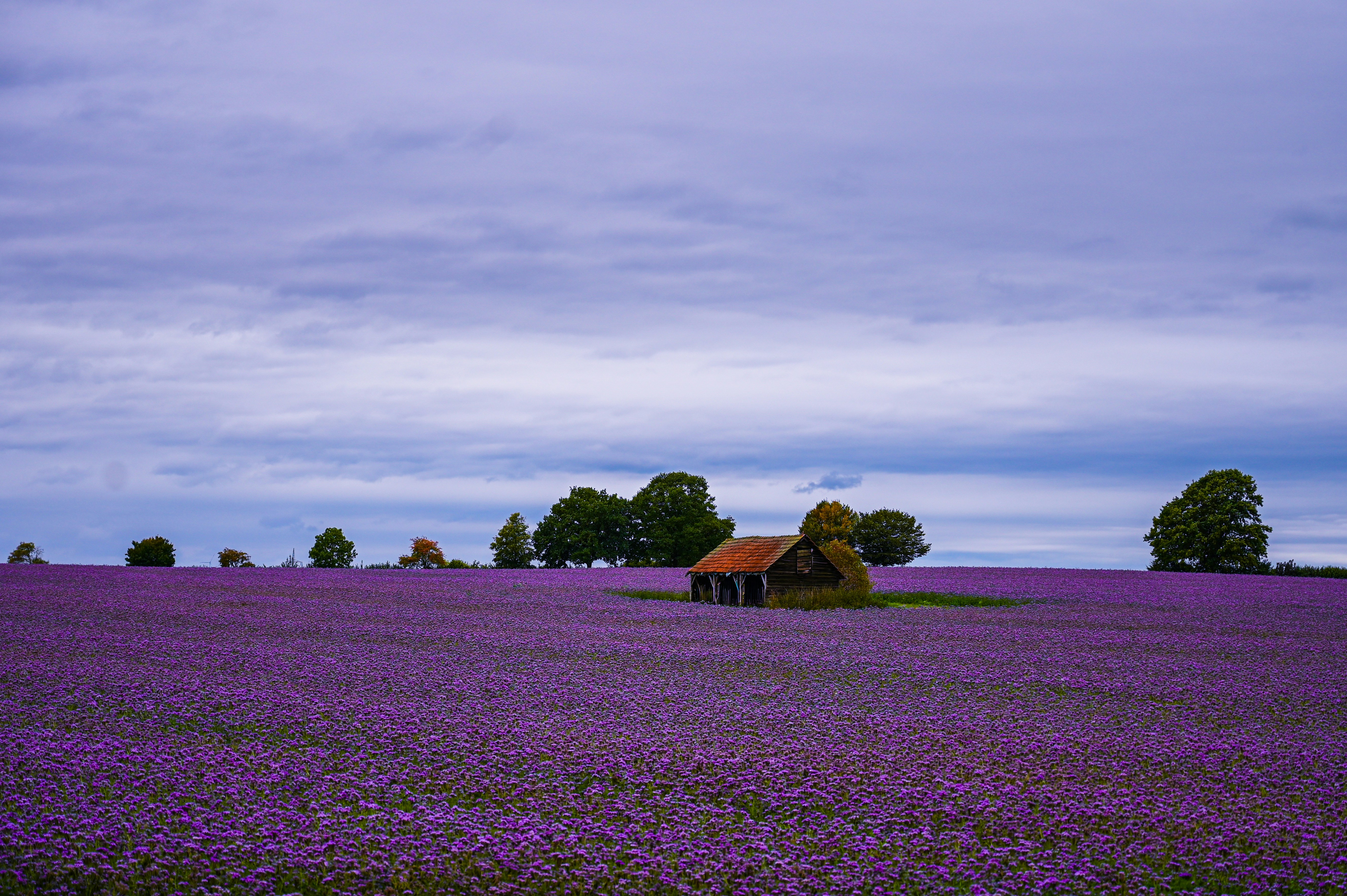 Lila Blumen füllen ein Feld mit einer kleinen Scheune.