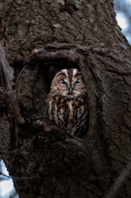 A tawny owl rests in a tree hollow.